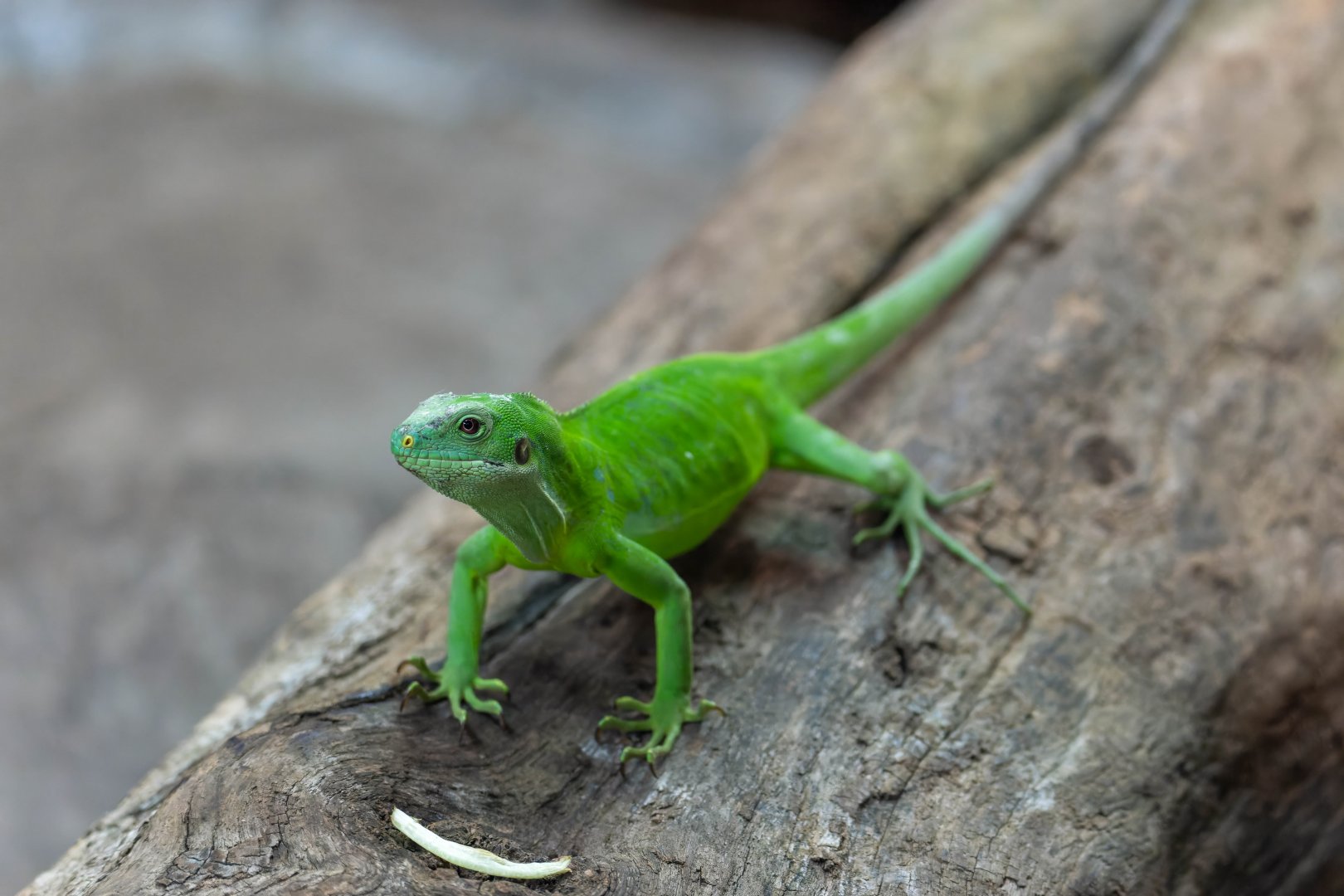 Fijian banded iguana, Colchester, UK
