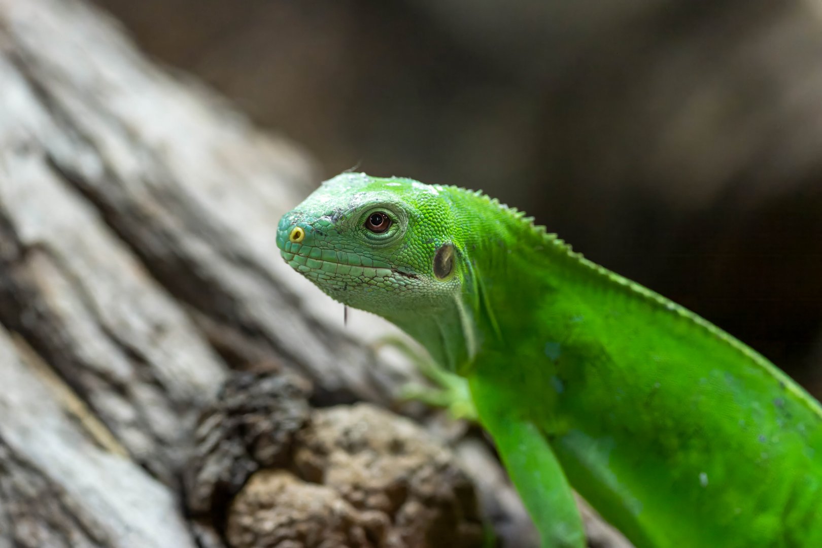 Fijian banded iguana, Colchester, UK
