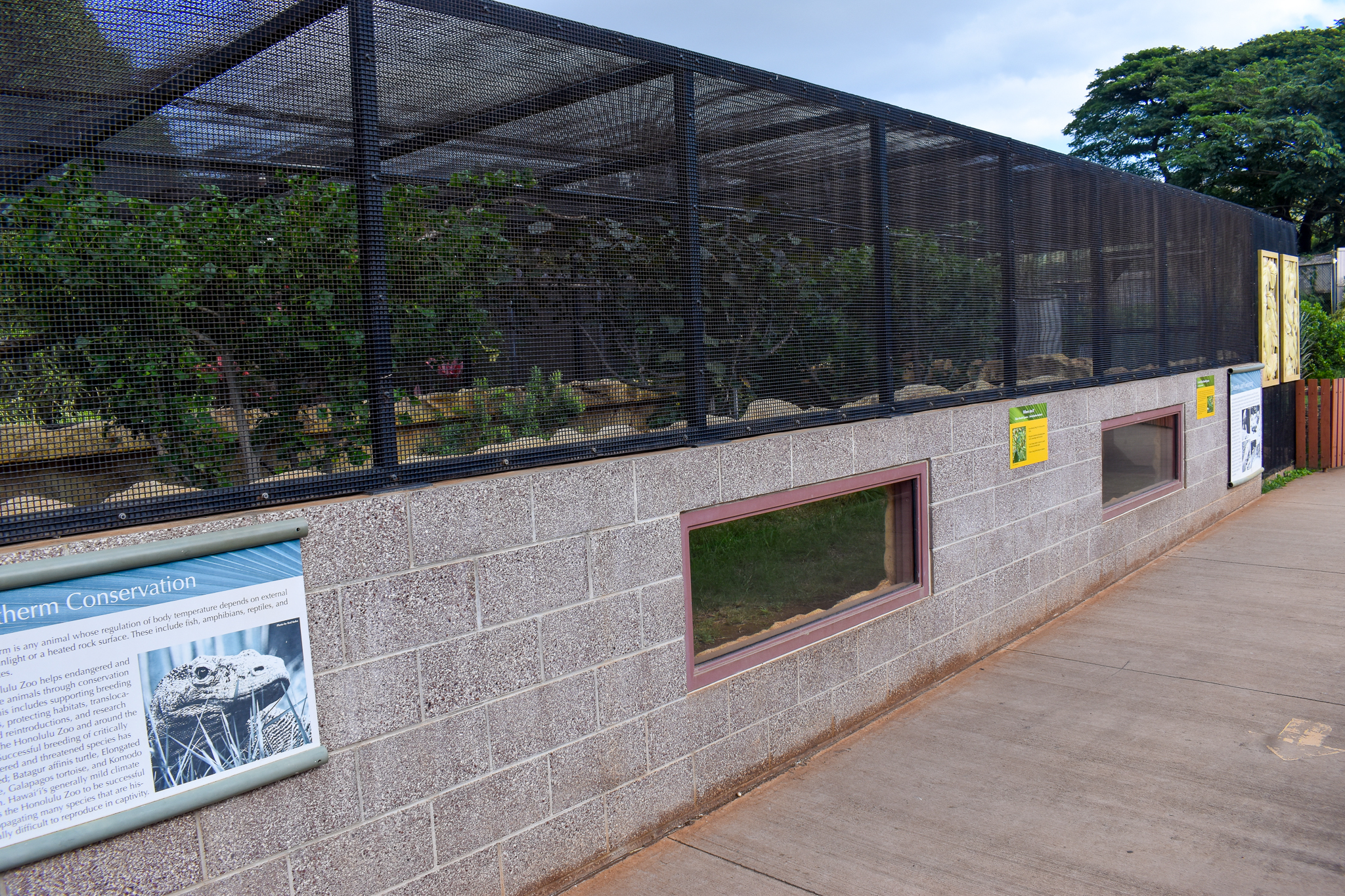 Fijian banded iguana enclosure