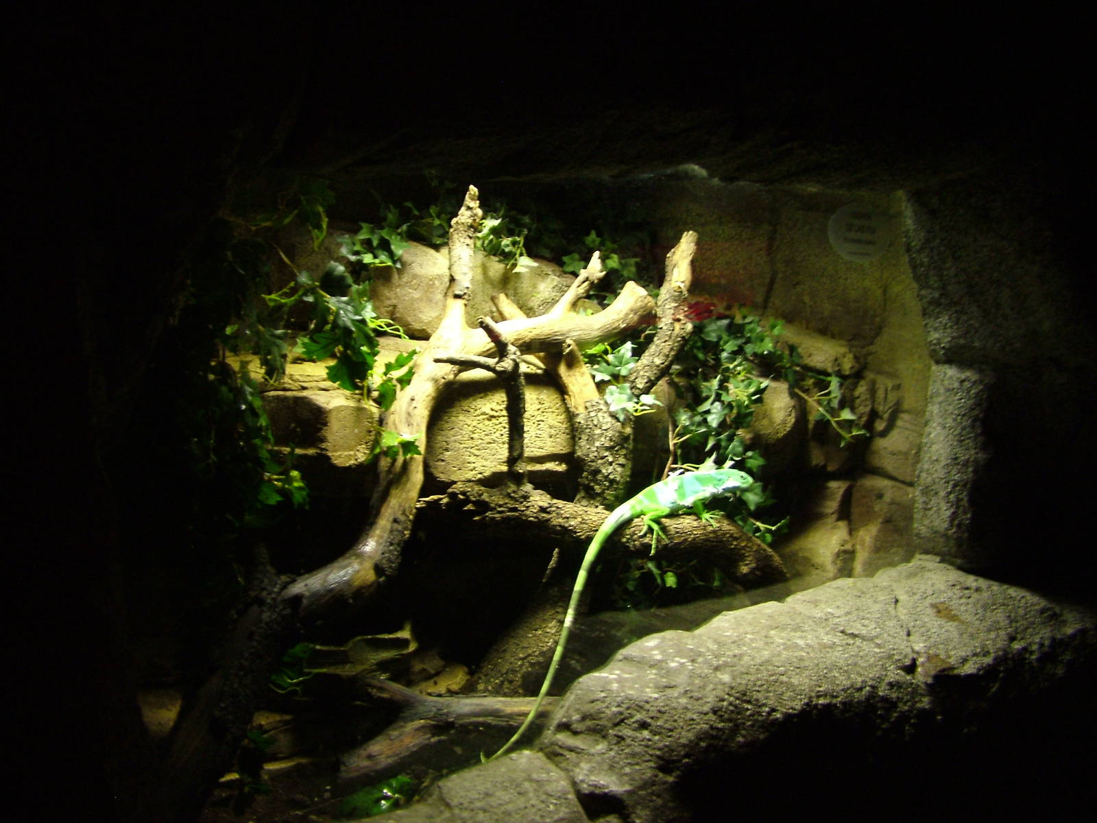 Fijian Banded Iguana Exhibit at Faunia, 27/05/11