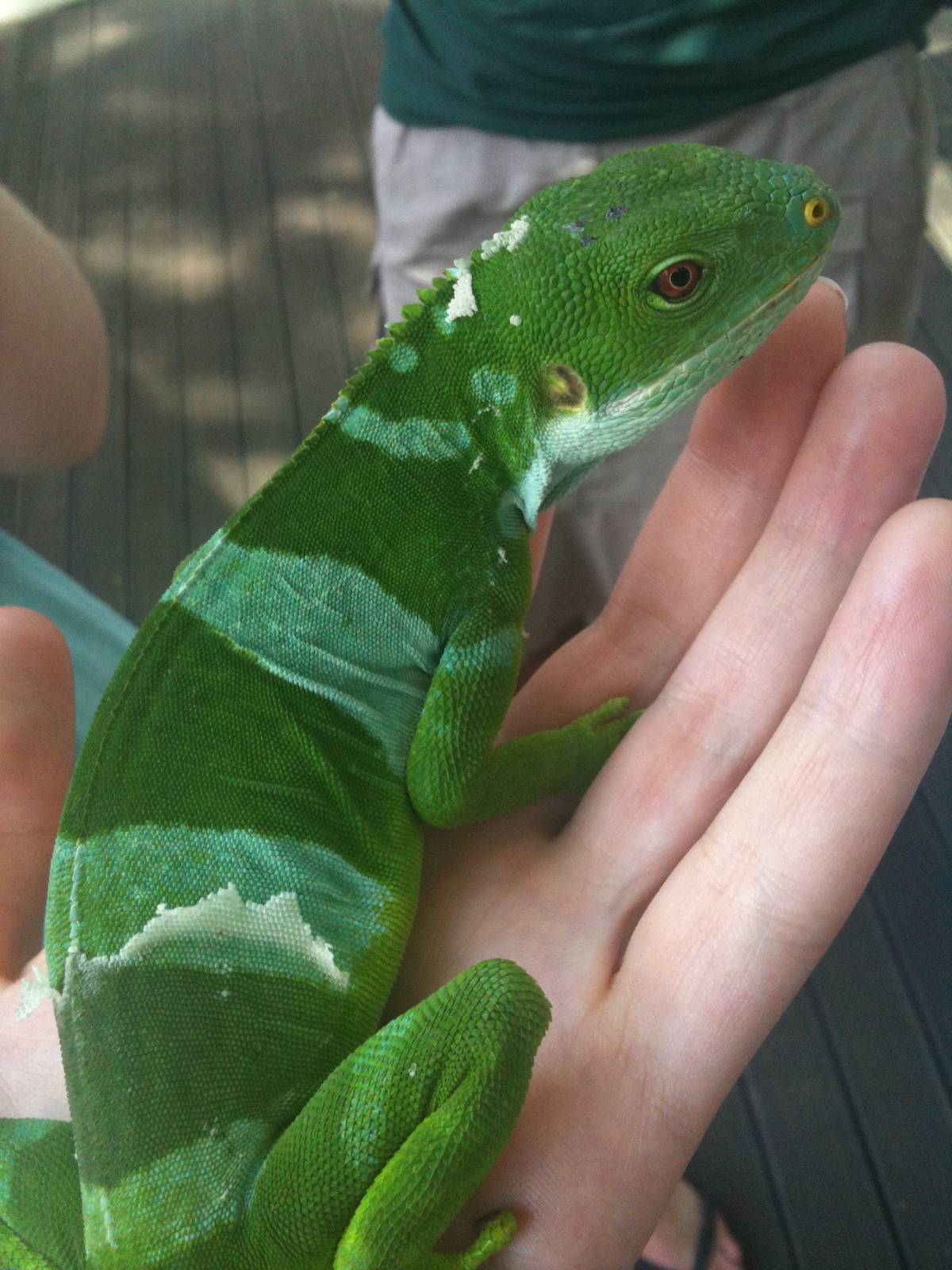Fijian banded iguana in encounter session