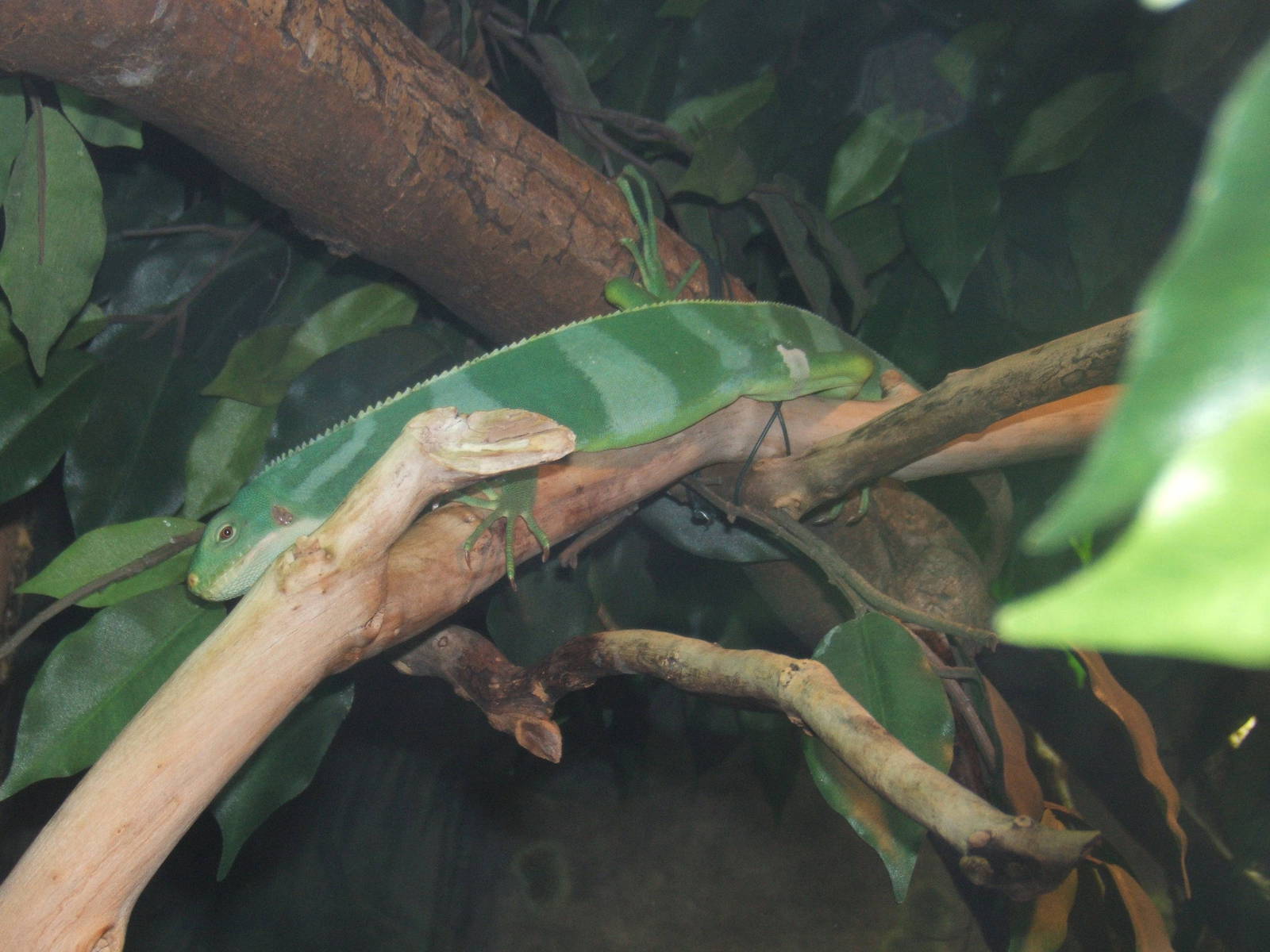 Fijian Banded Iguana in the U.K