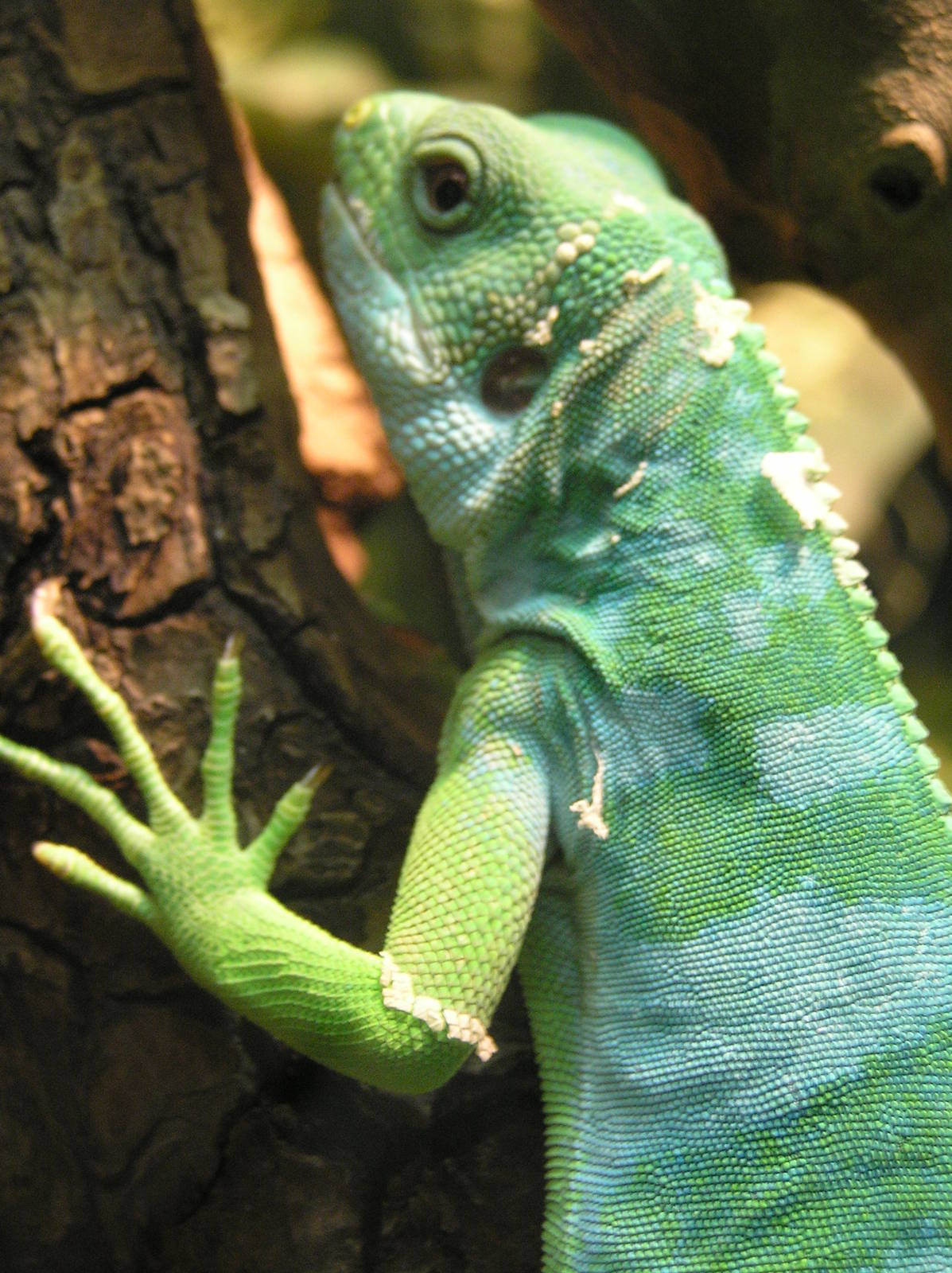 Fijian banded iguana - Rotterdam