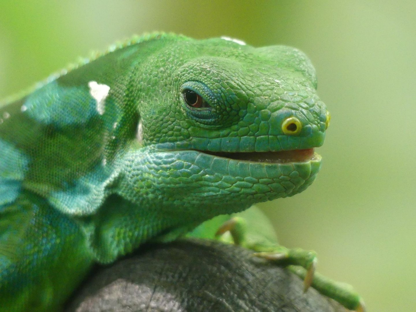 Fijian Banded Iguana - Zoo København - 26.05.25