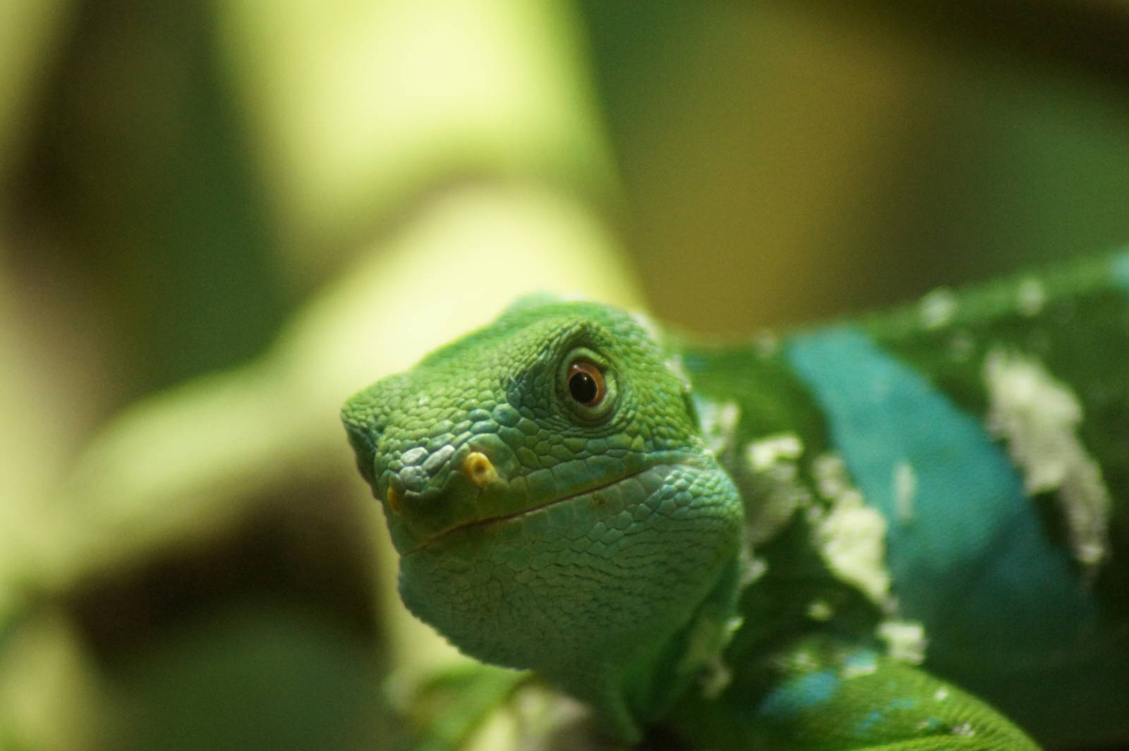 Fijian Banded Iguana