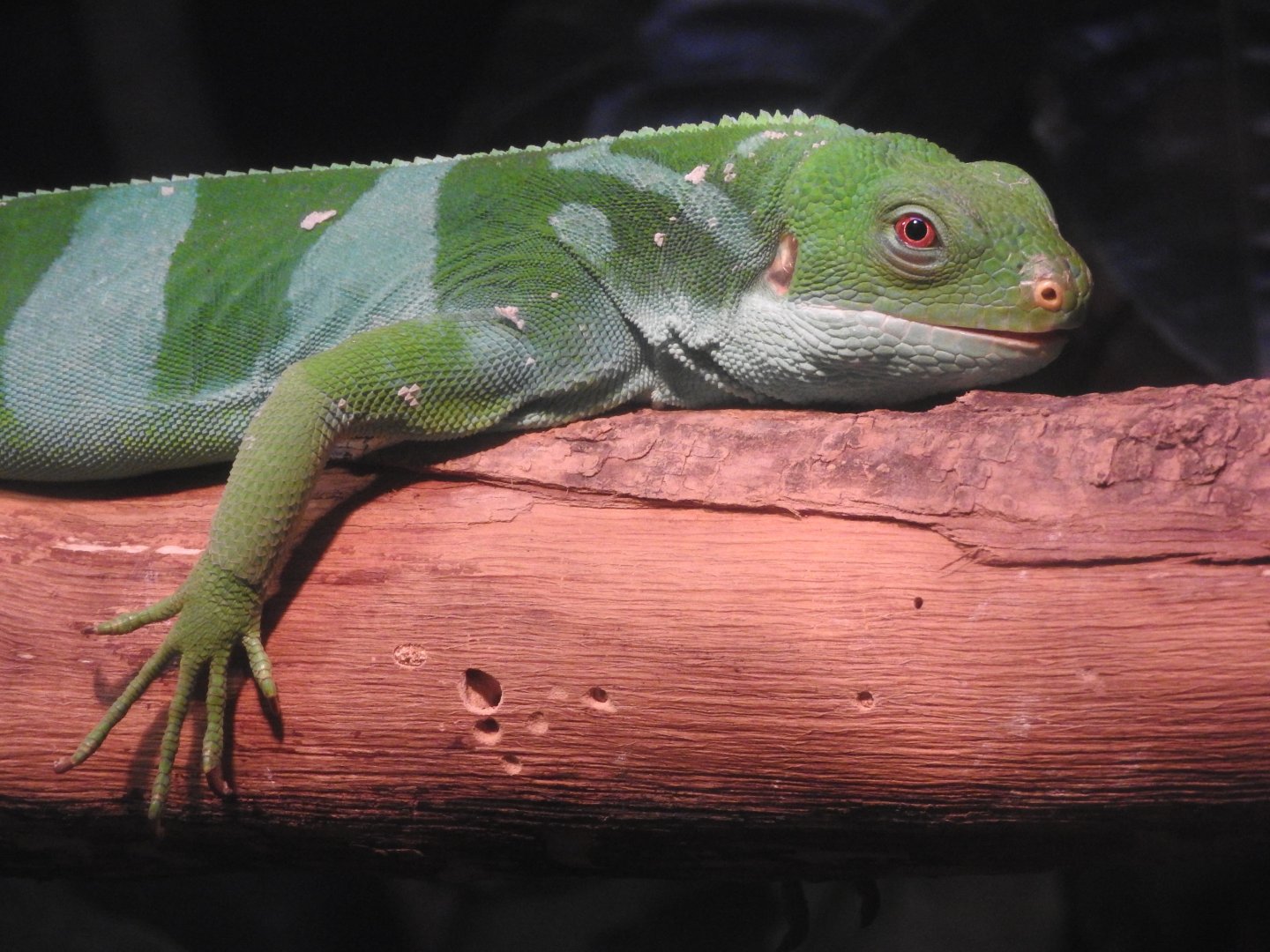 Fijian Banded Iguana