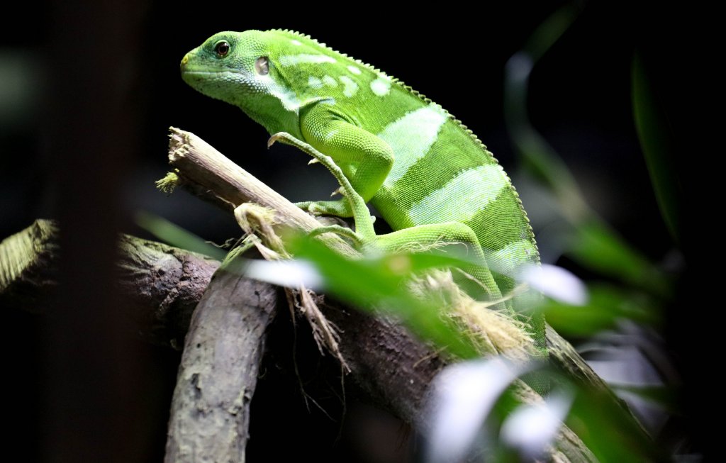 Fijian Banded Iguana