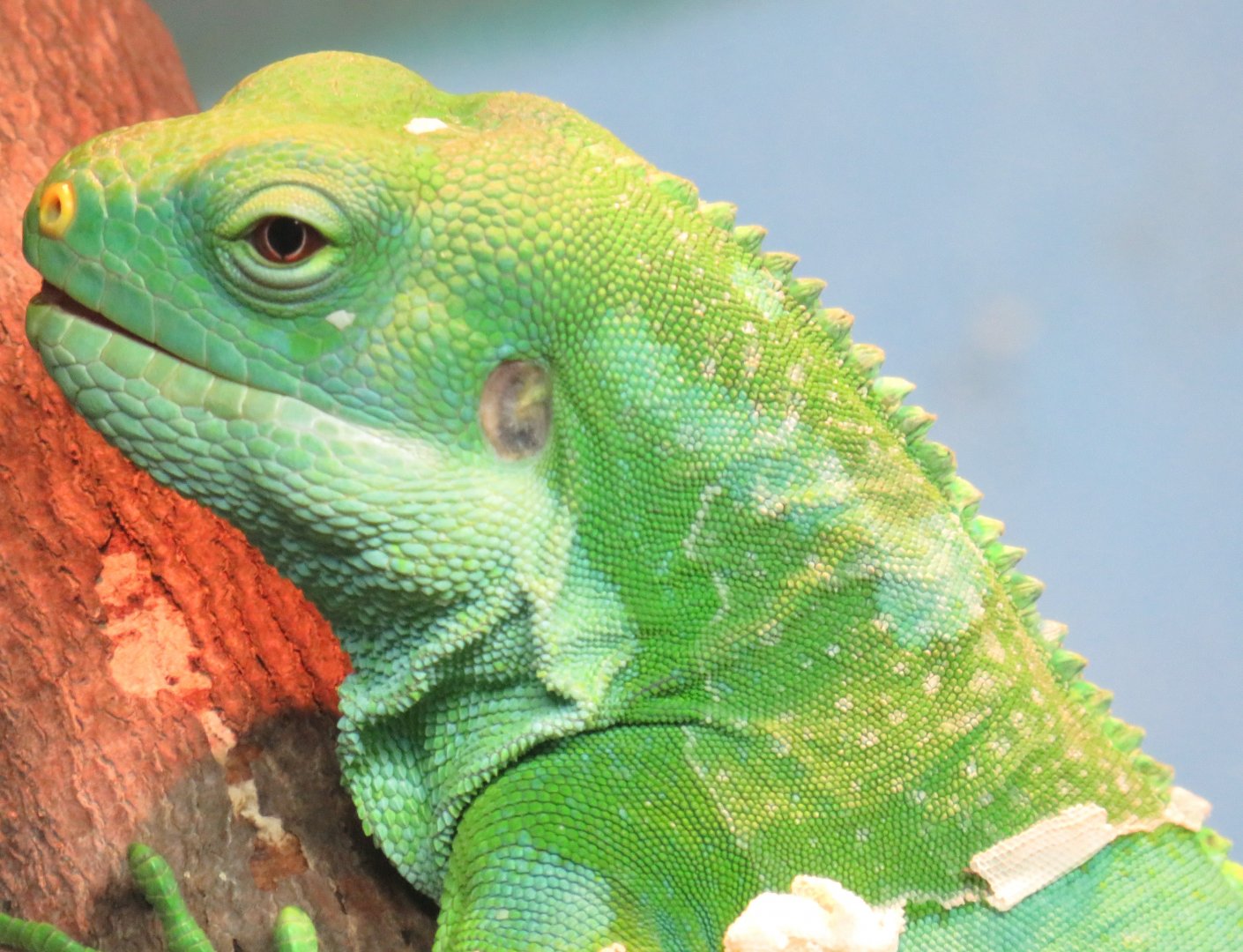 Fijian banded iguana