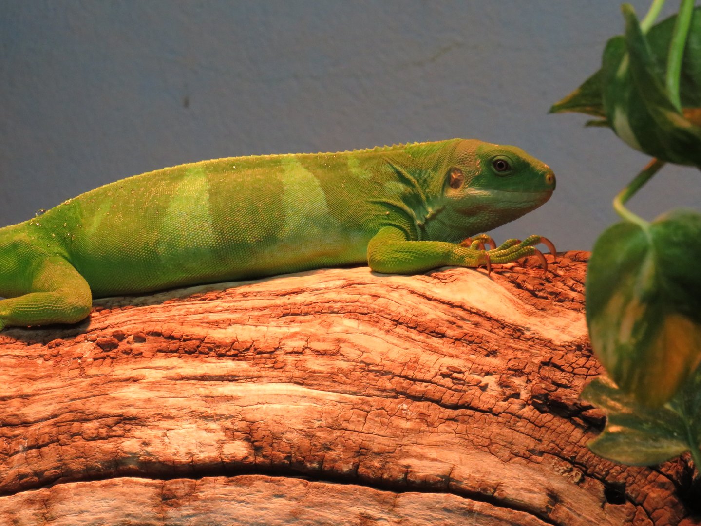 Fijian banded iguana