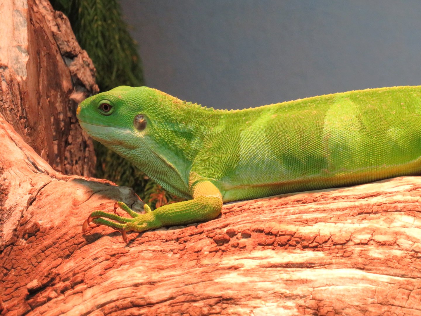 Fijian banded iguana
