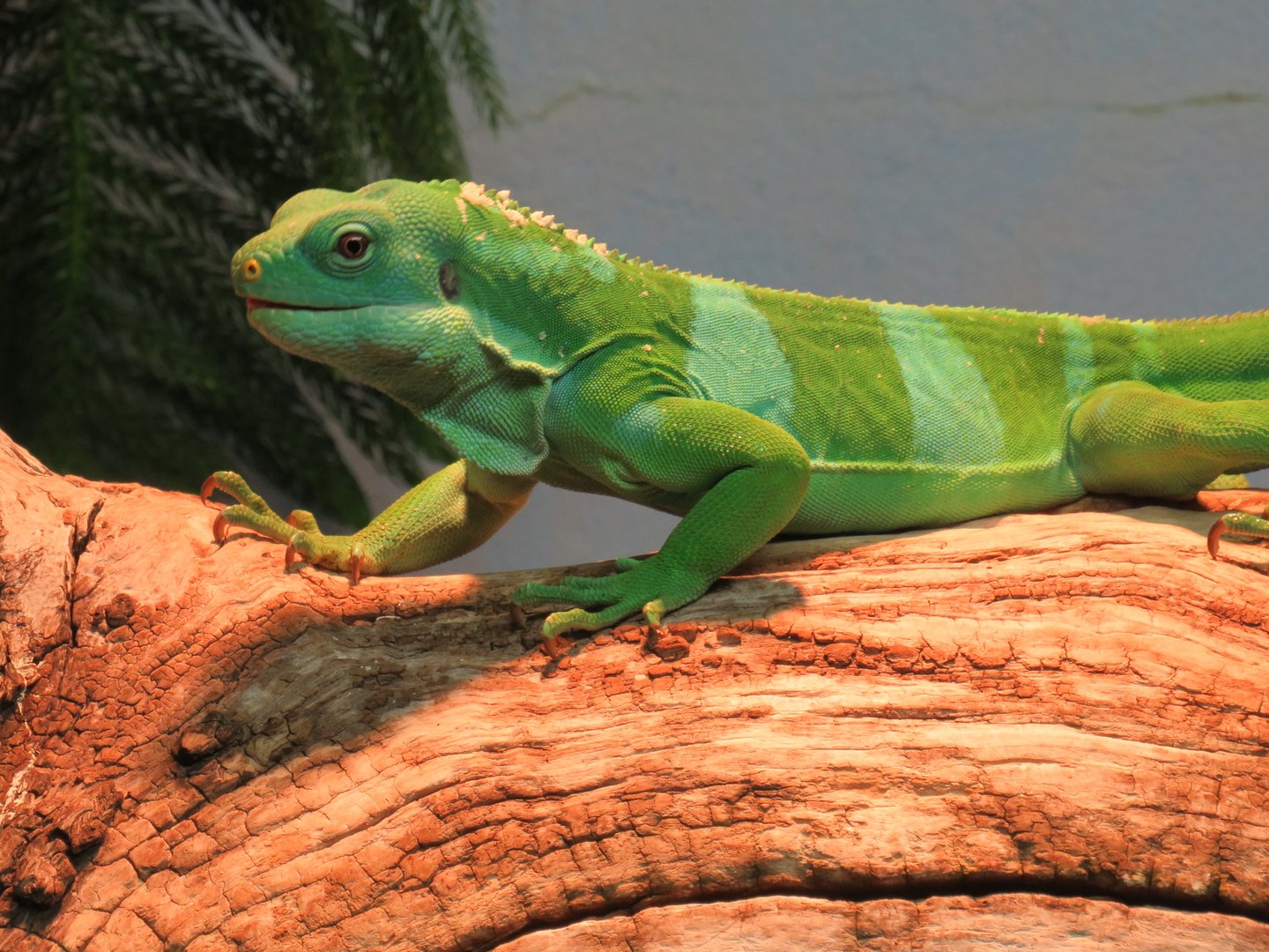 Fijian banded iguana