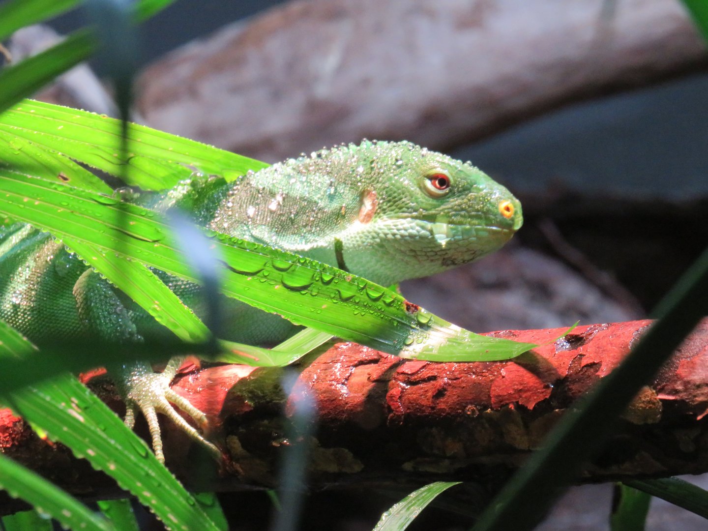 Fijian banded iguana