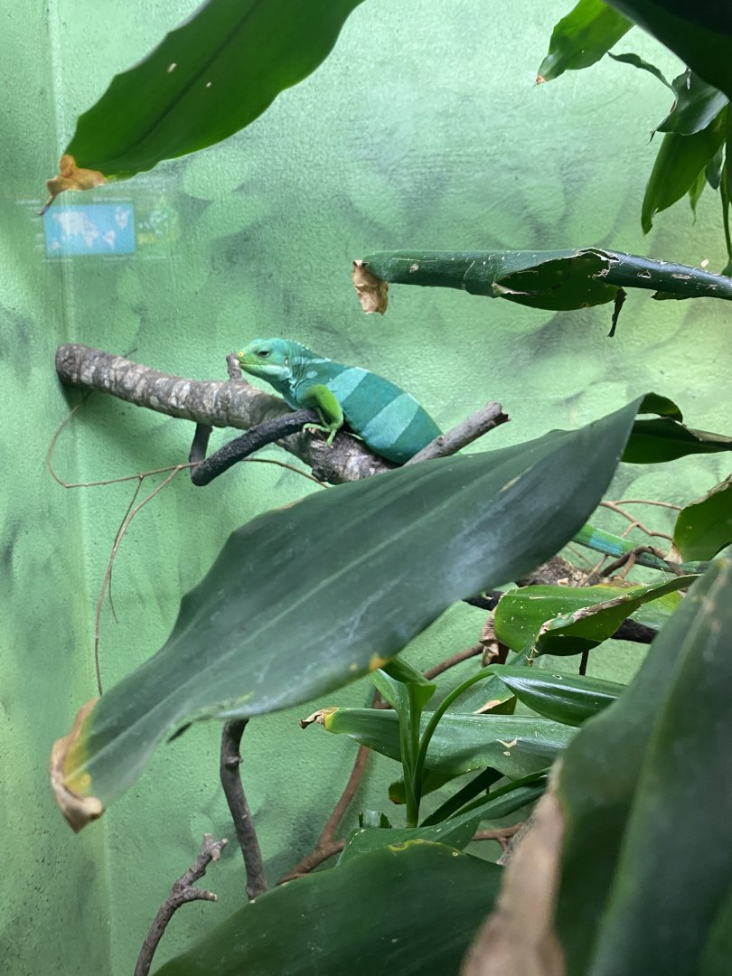 Fijian Banded Iguana