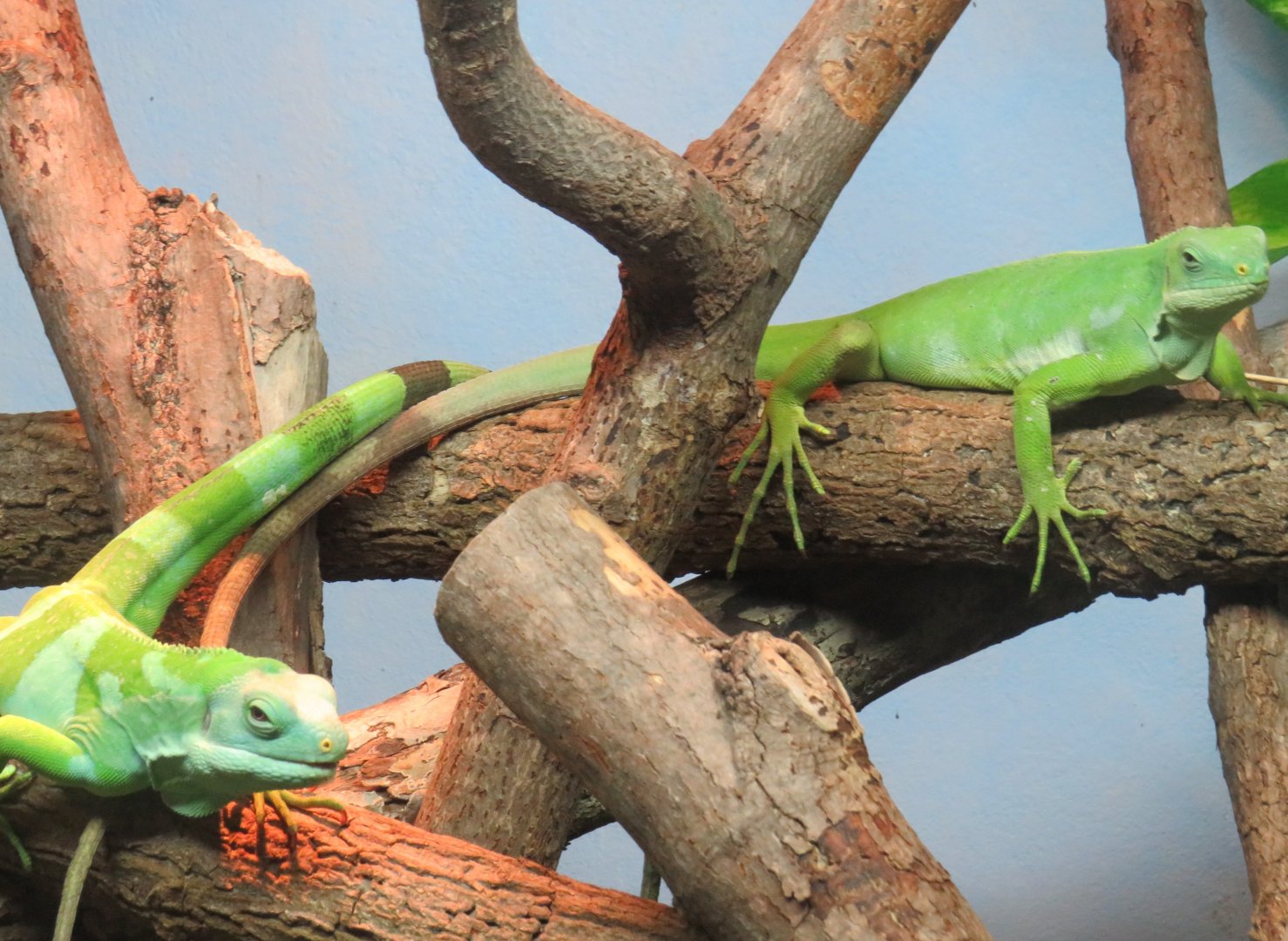 Fijian banded iguanas