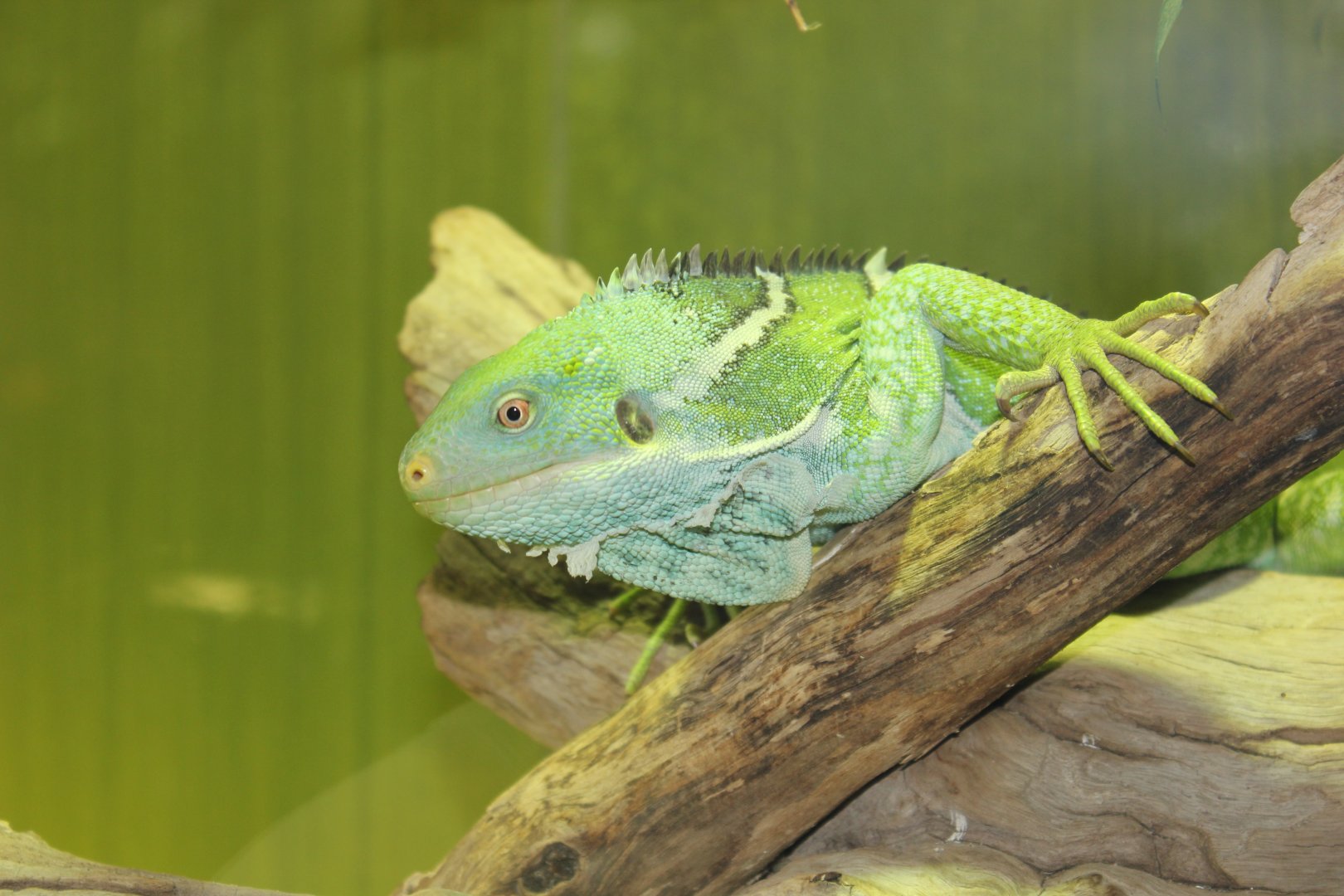 Fijian Crested Iguana (Brachylophus vitiensis)