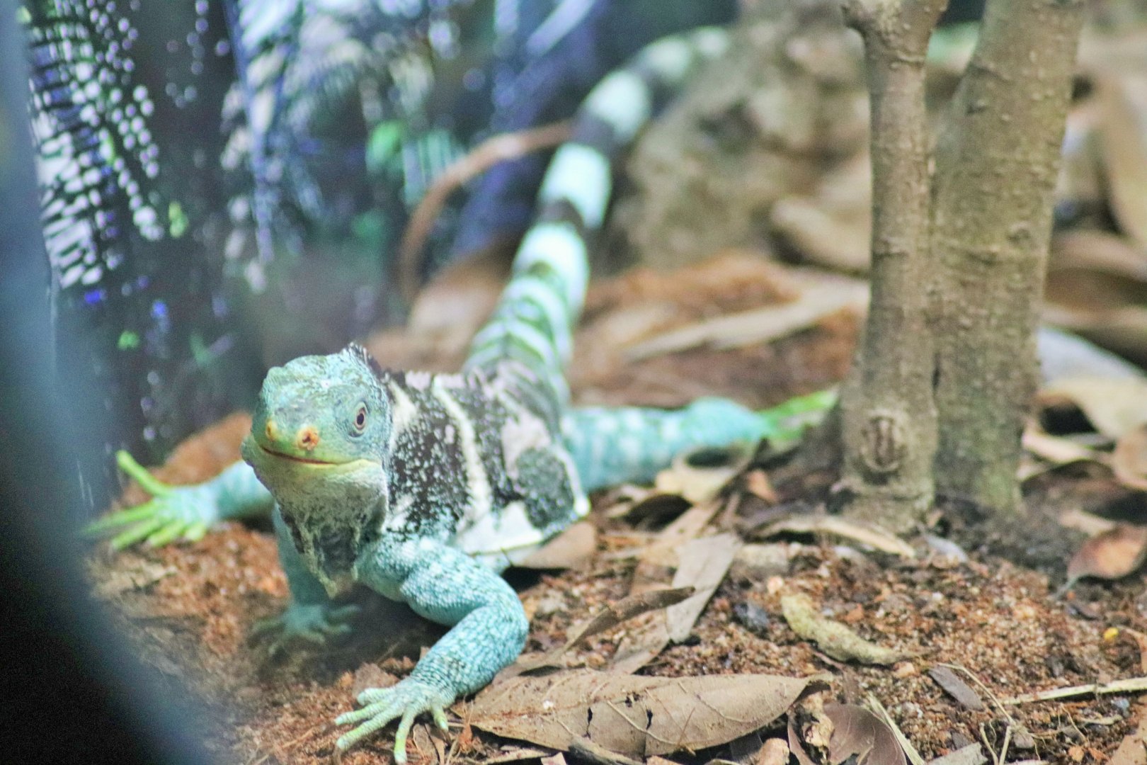 Fijian Crested Iguana (Brachylophus vitiensis)