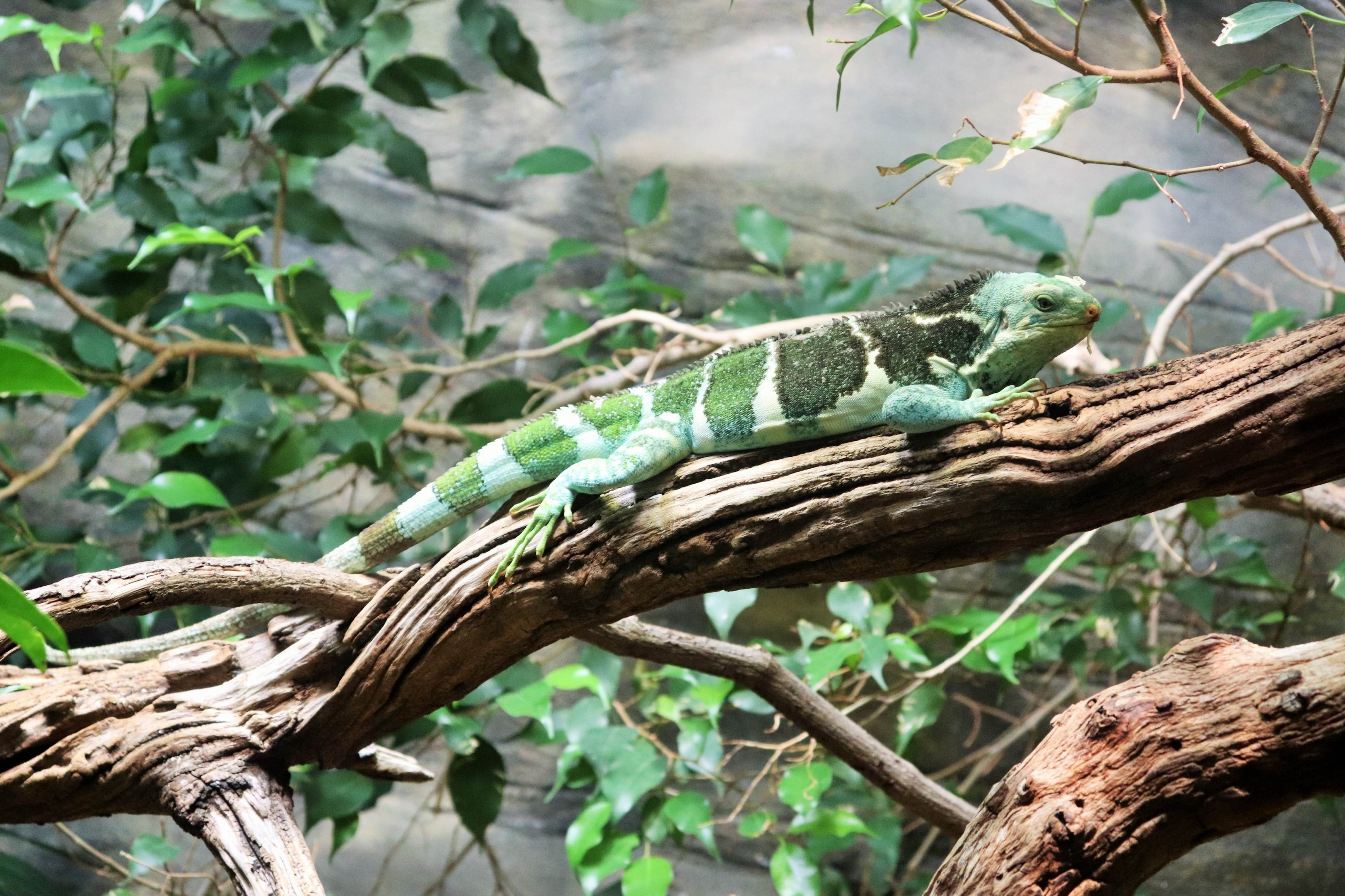 Fijian Crested Iguana (Brachylophus vitiensis)