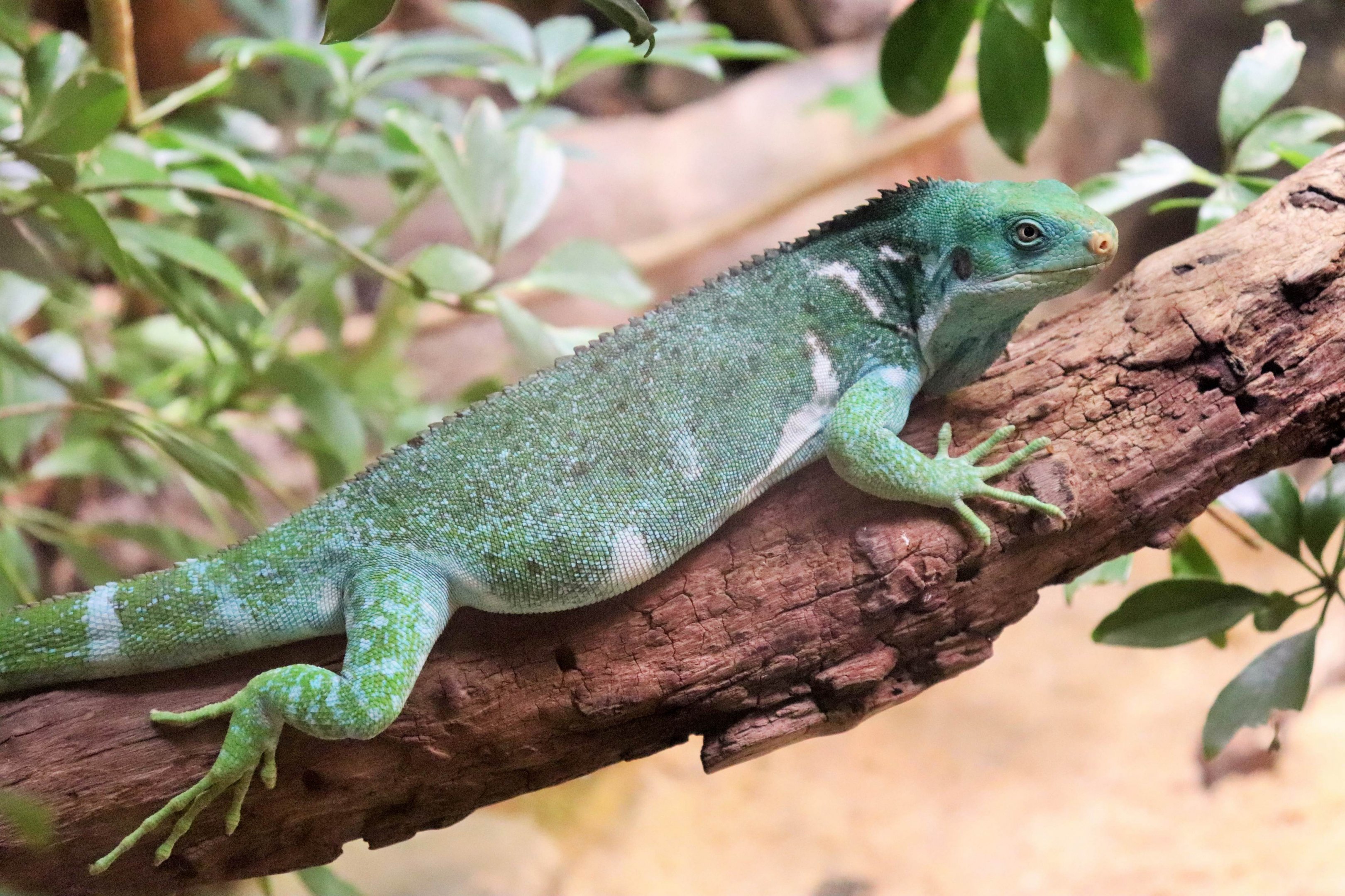 Fijian Crested Iguana (Brachylophus vitiensis)