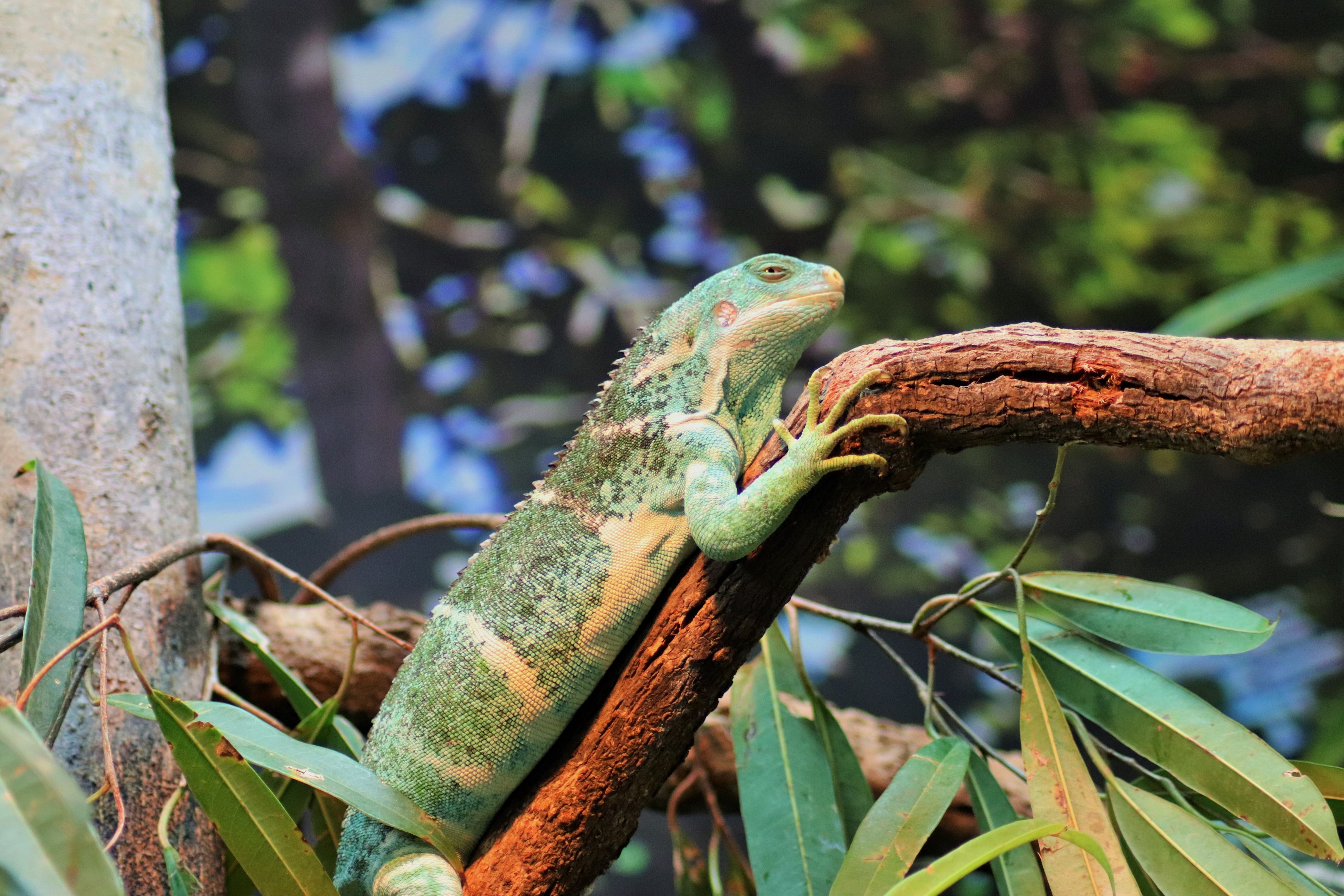 Fijian Crested Iguana (Brachylophus vitiensis)