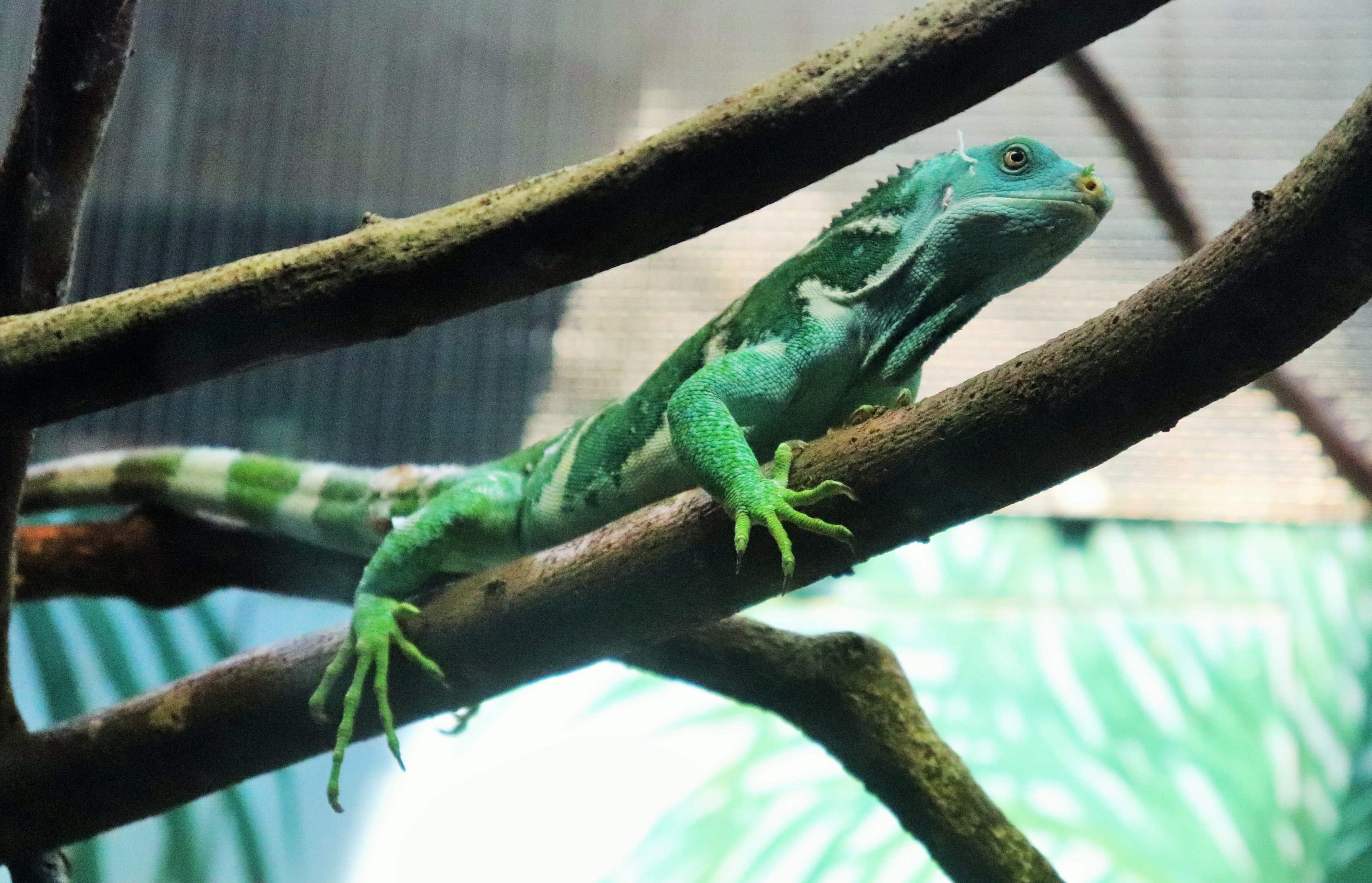 Fijian Crested Iguana (Brachylophus vitiensis)