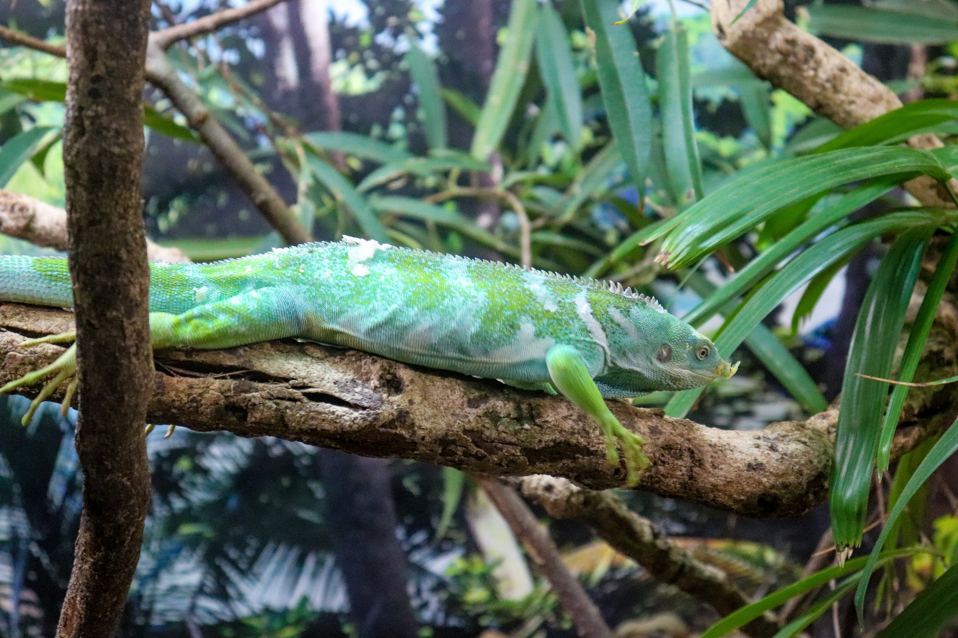 Fijian Crested Iguana (Brachylophus vitiensis)