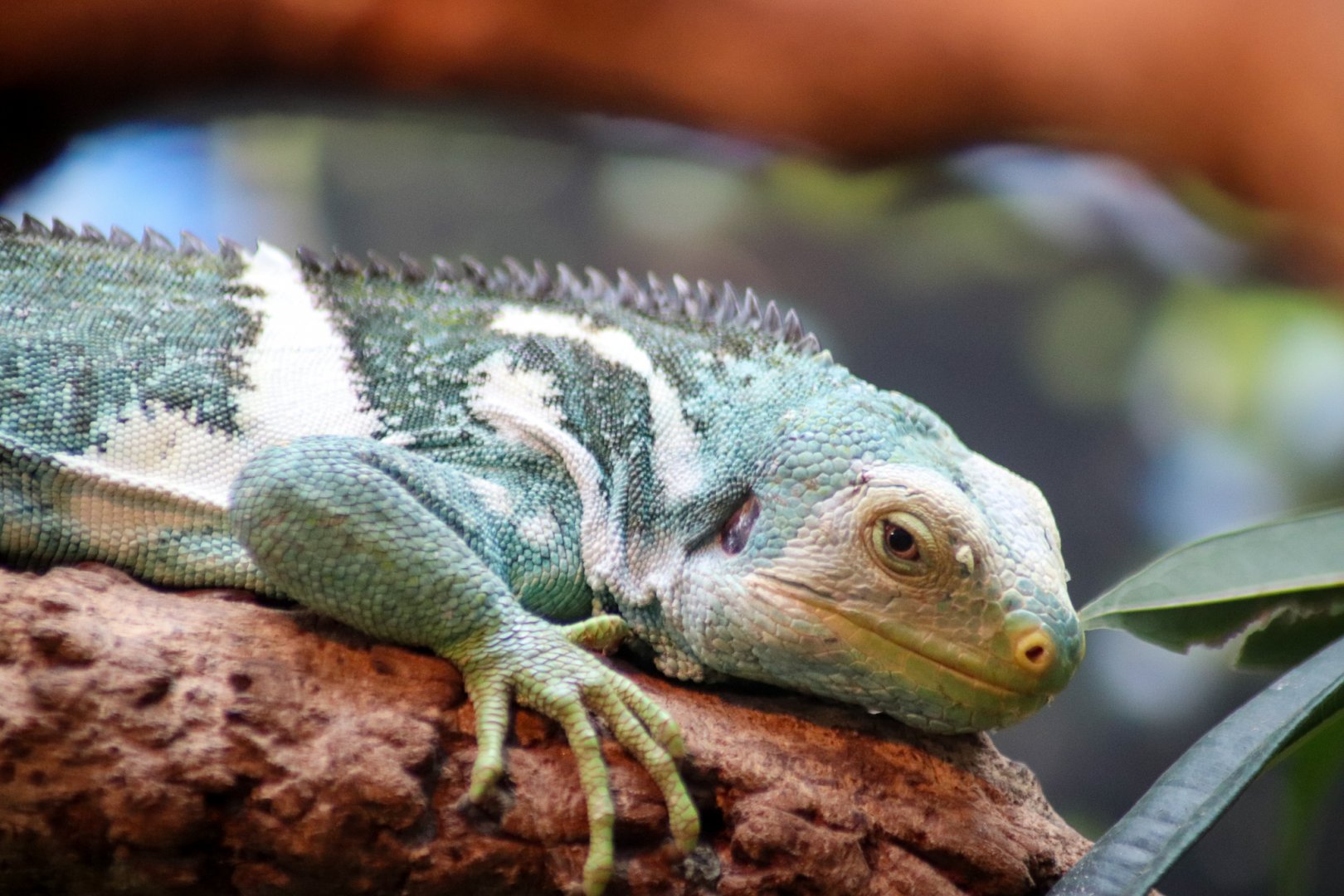 Fijian Crested Iguana (Brachylophus vitiensis)