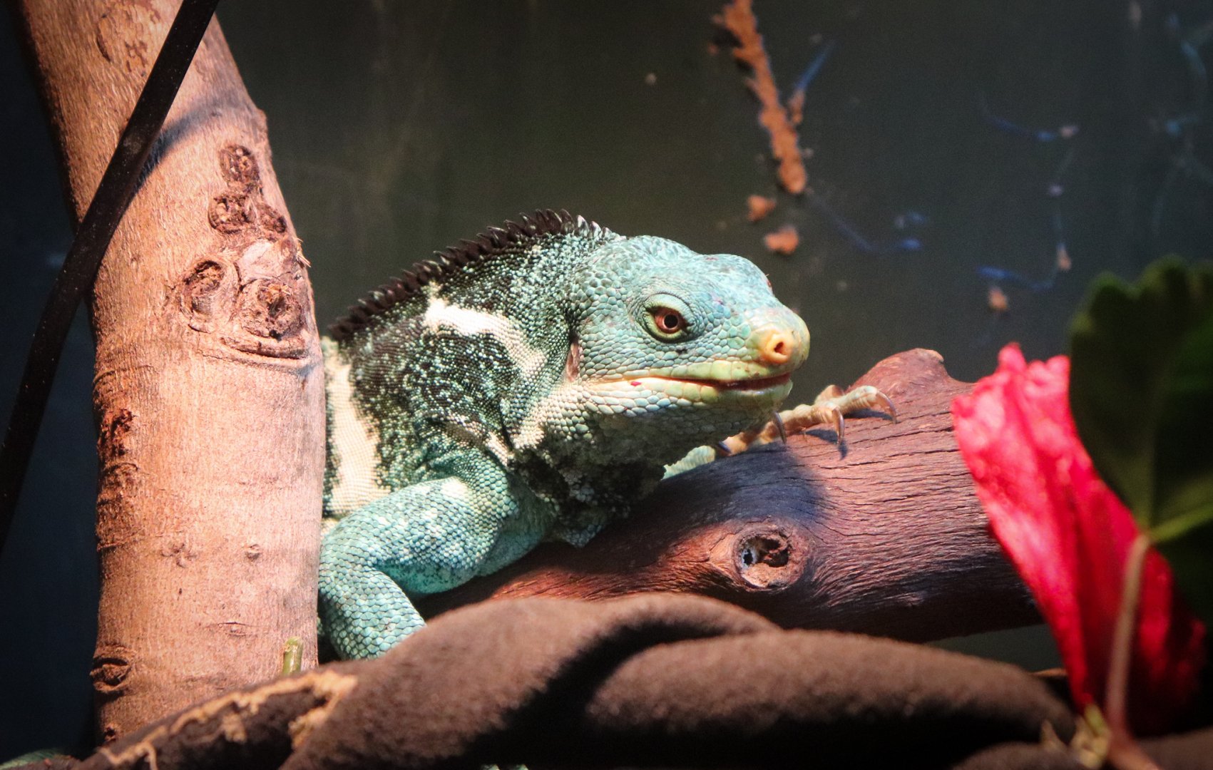 Fijian Crested Iguana (Brachylophus vitiensis)