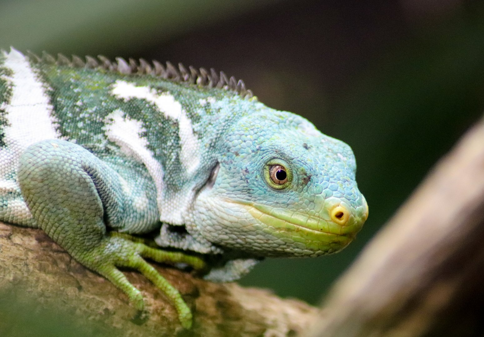 Fijian Crested Iguana (Brachylophus vitiensis)