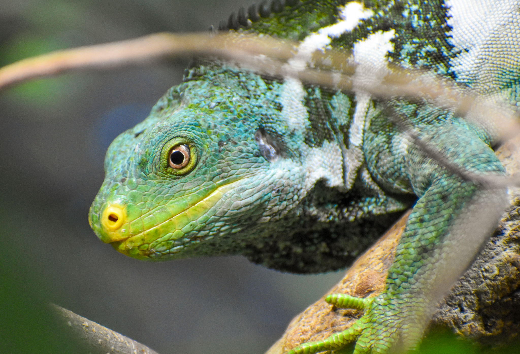 Fijian Crested Iguana (Brachylophus vitiensis)