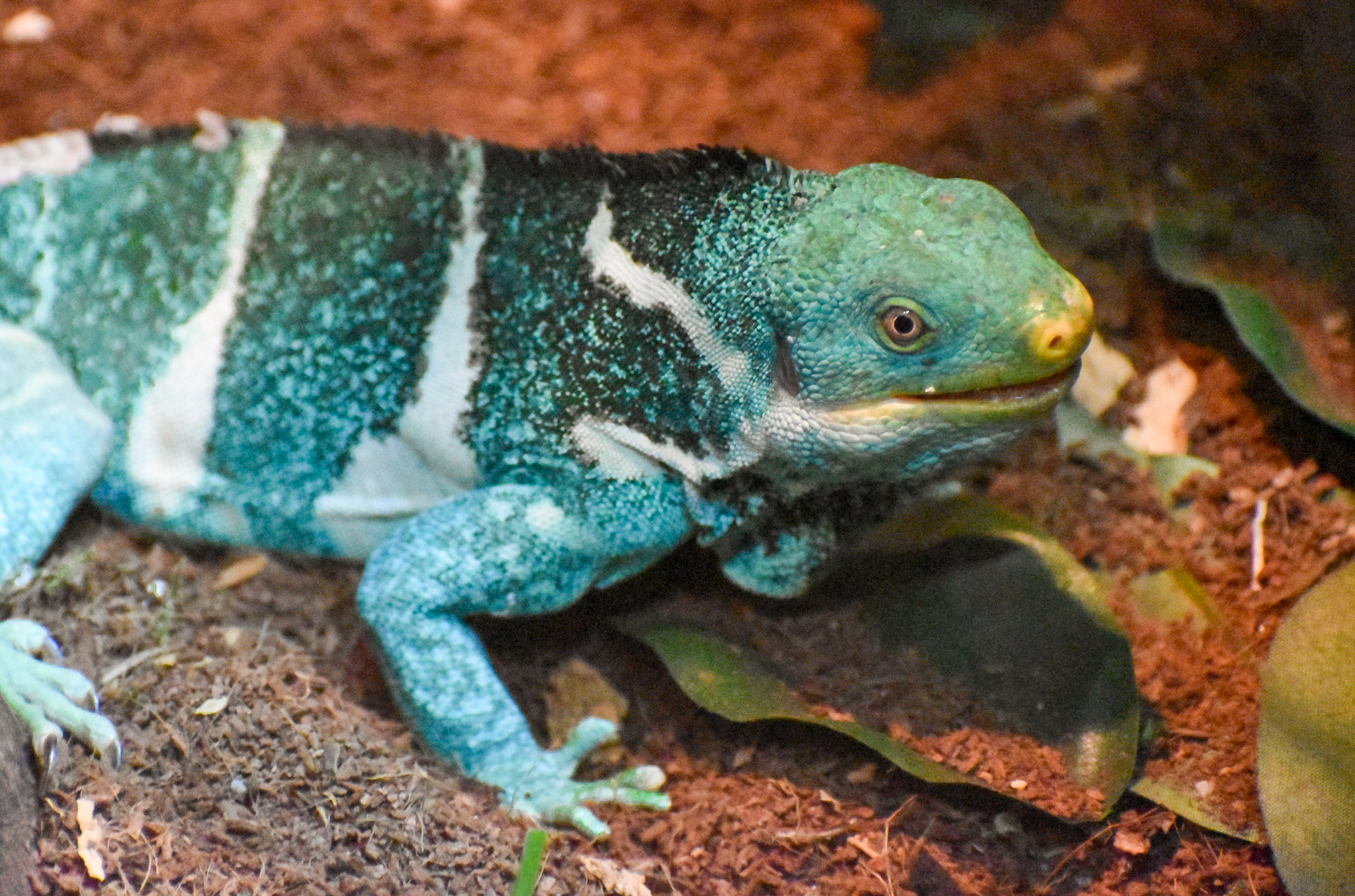 Fijian Crested Iguana (Brachylophus vitiensis)