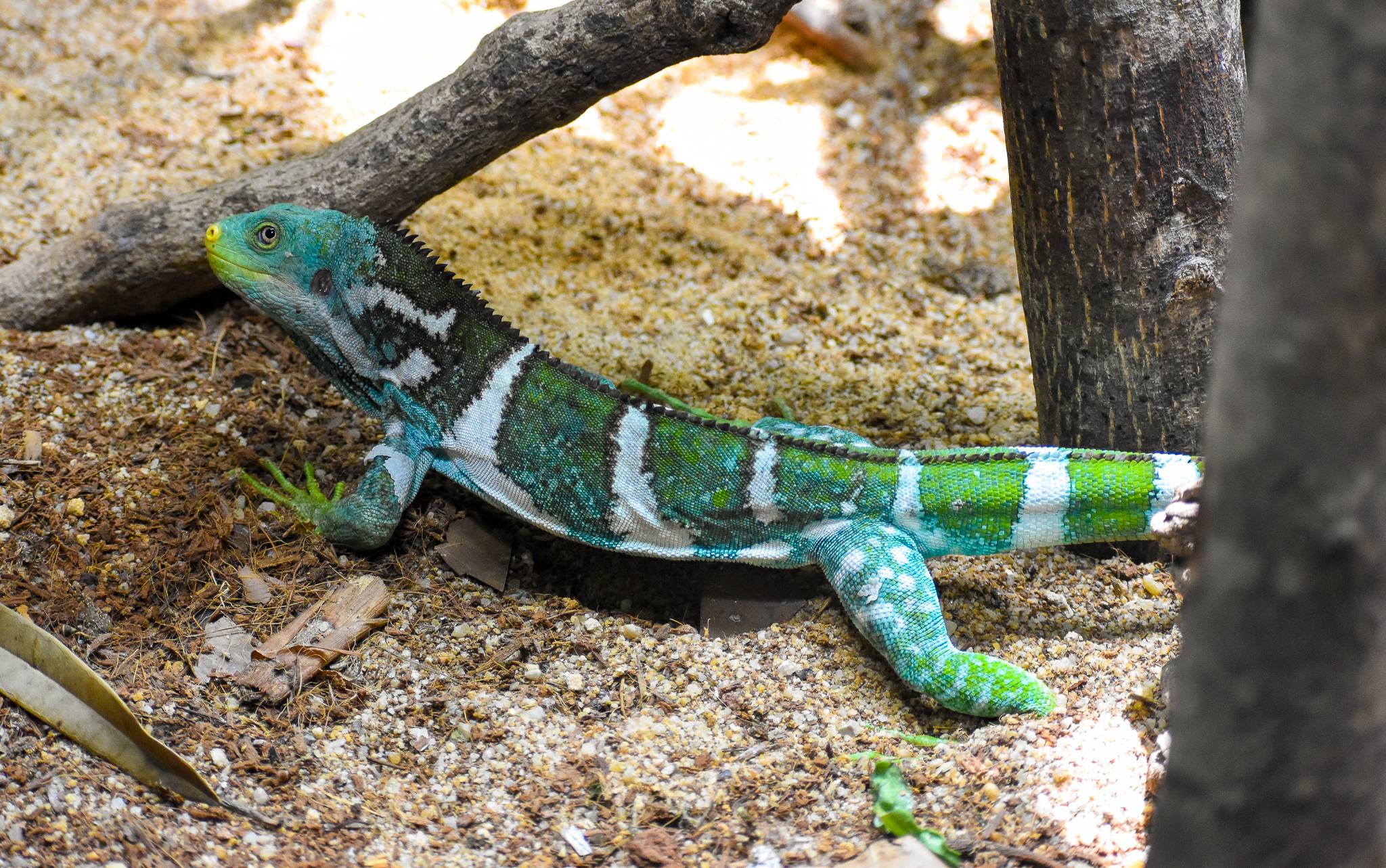 Fijian Crested Iguana (Brachylophus vitiensis)