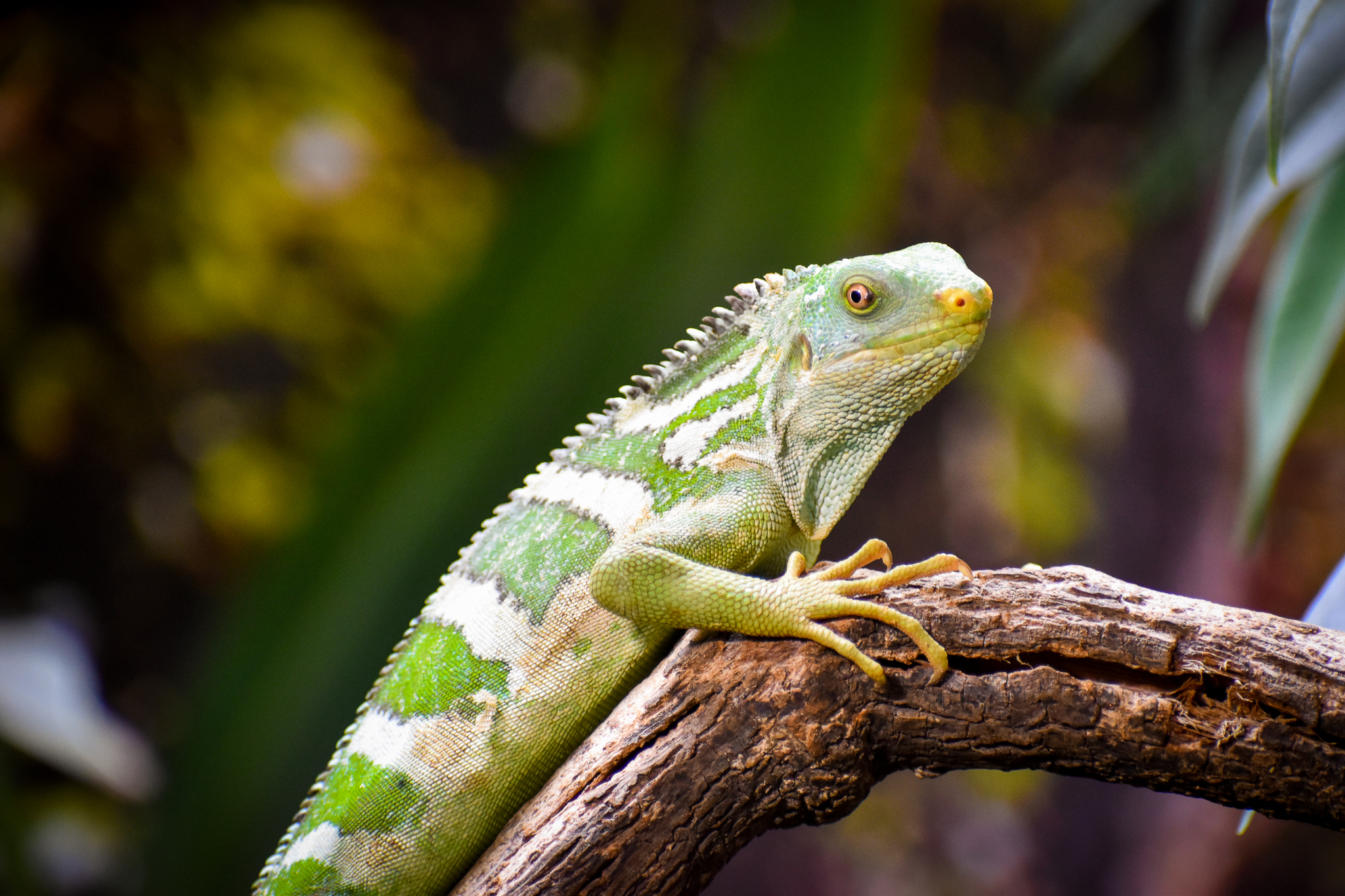 Fijian Crested Iguana (Brachylophus vitiensis)