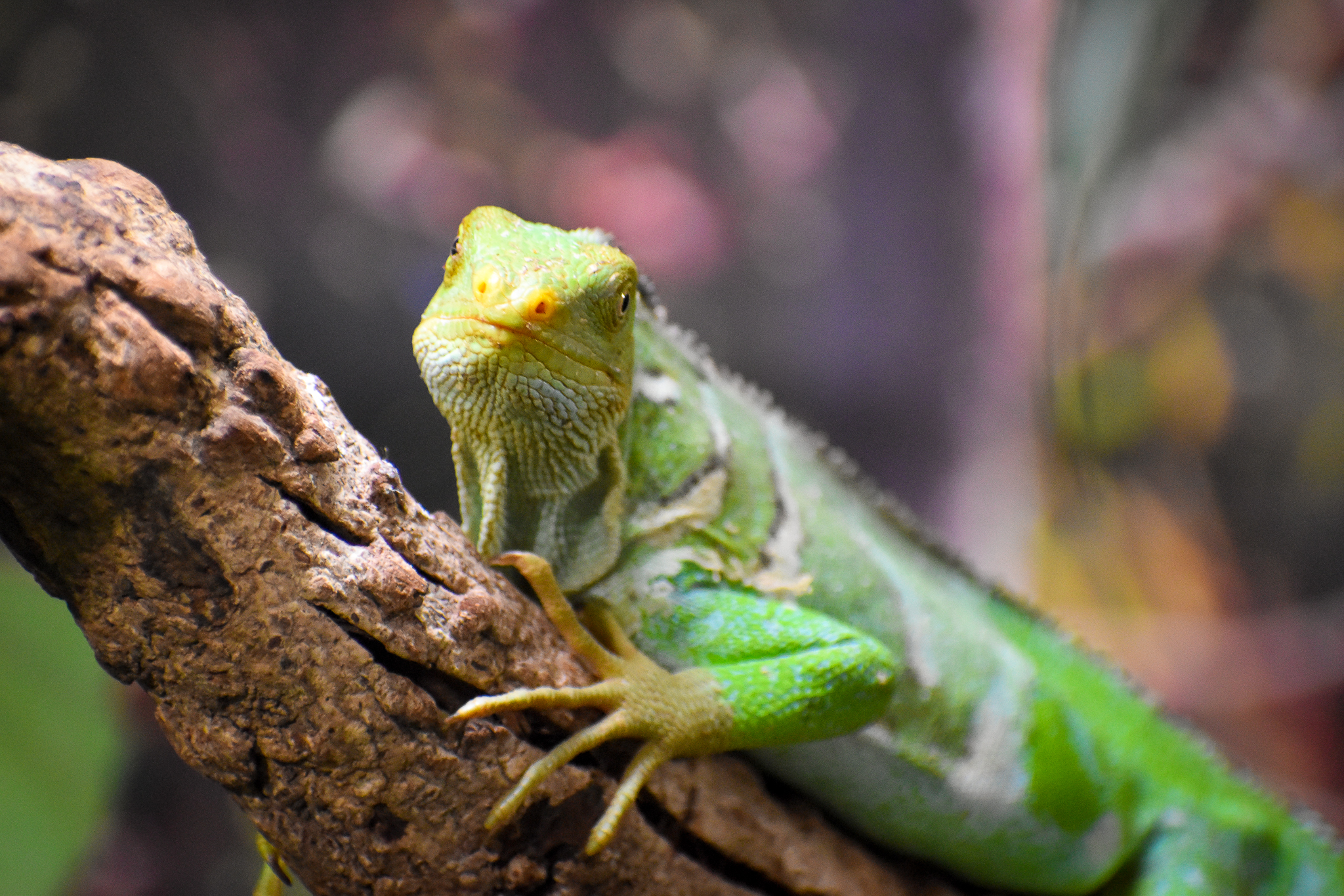 Fijian Crested Iguana (Brachylophus vitiensis)