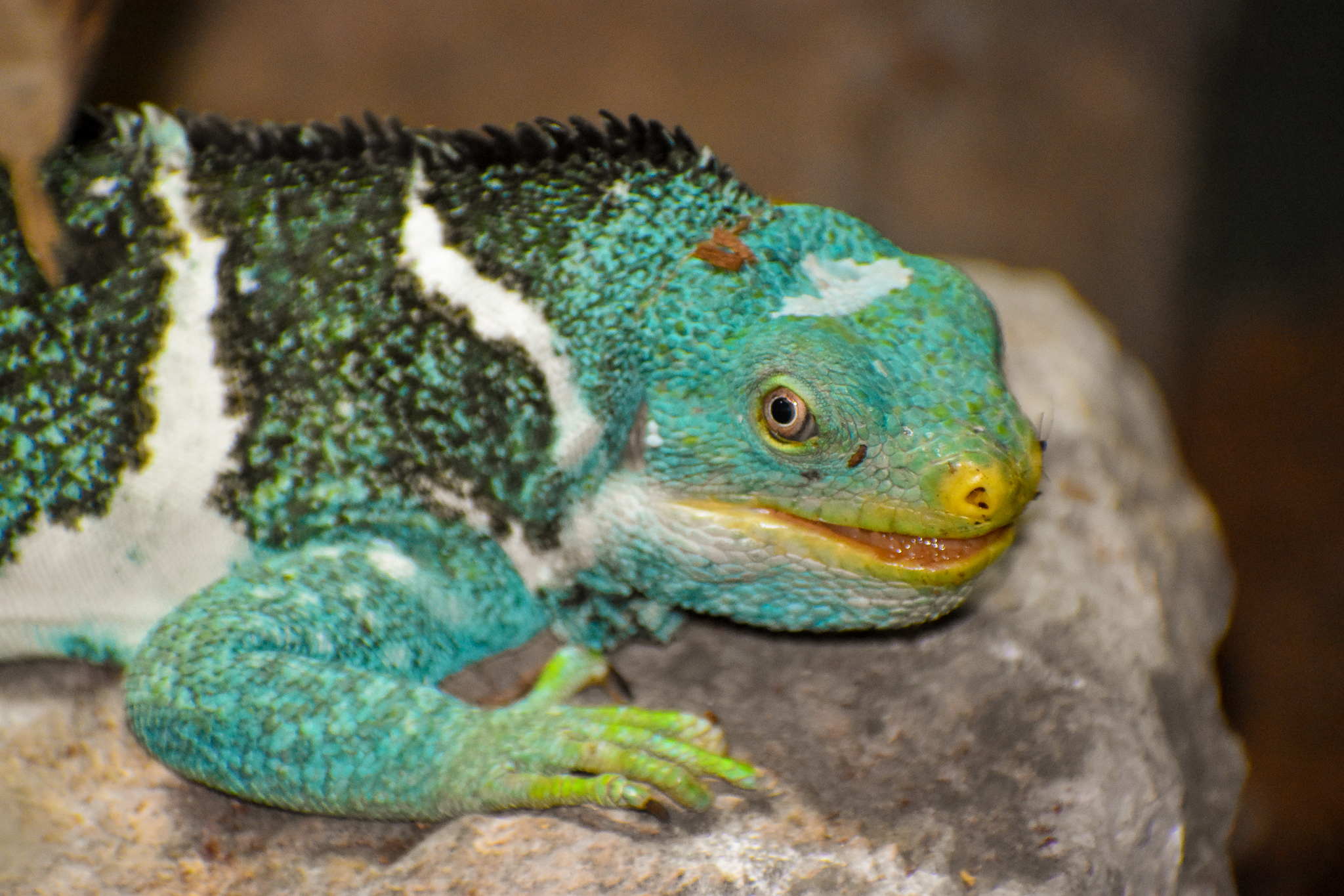 Fijian Crested Iguana (Brachylophus vitiensis)