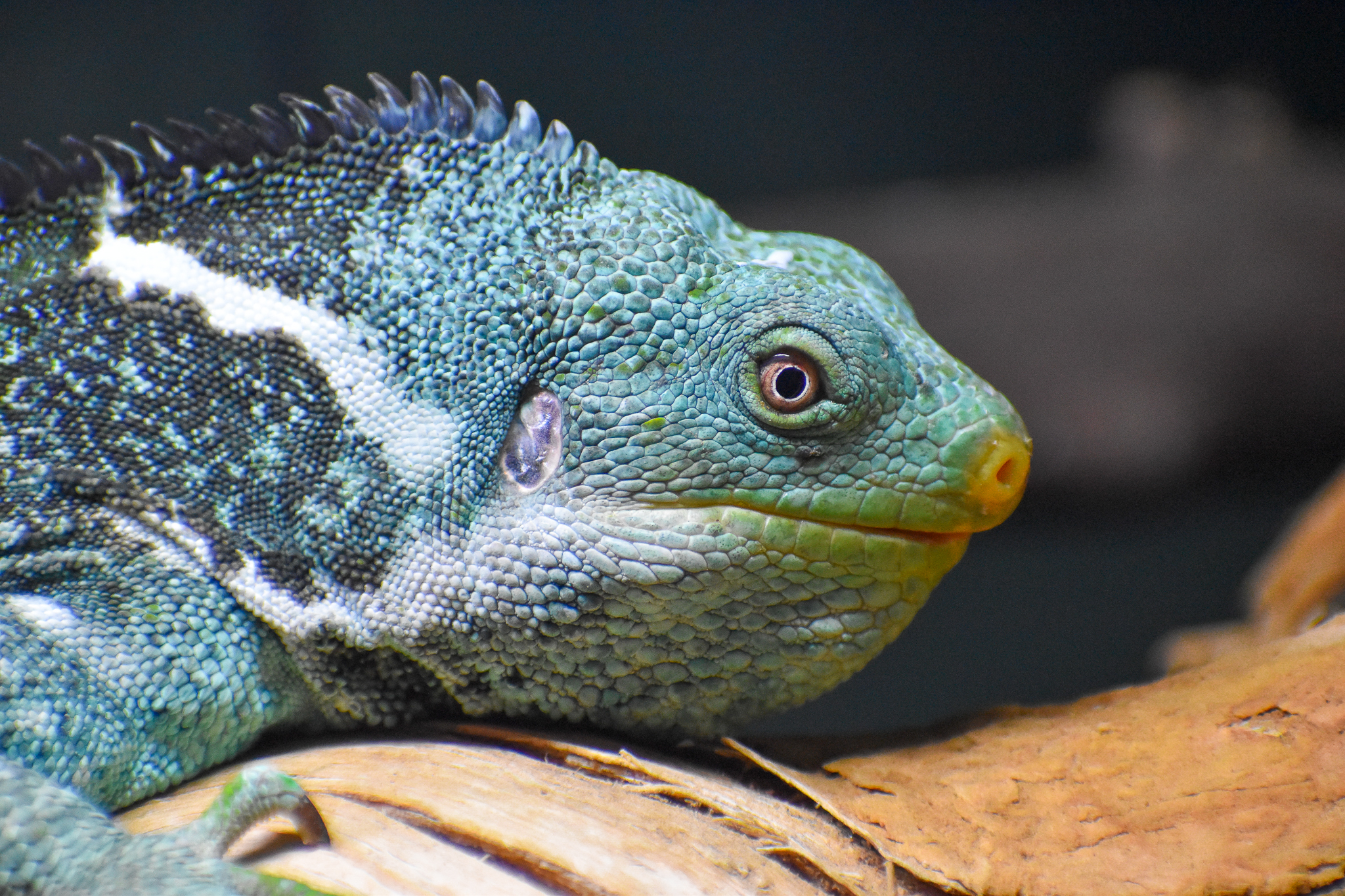 Fijian Crested Iguana (Brachylophus vitiensis)