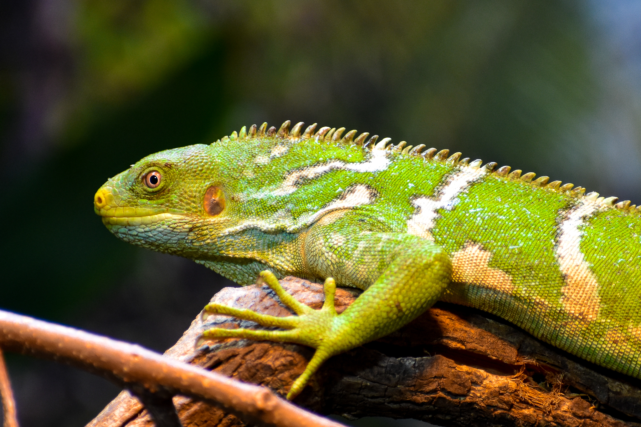 Fijian Crested Iguana (Brachylophus vitiensis)