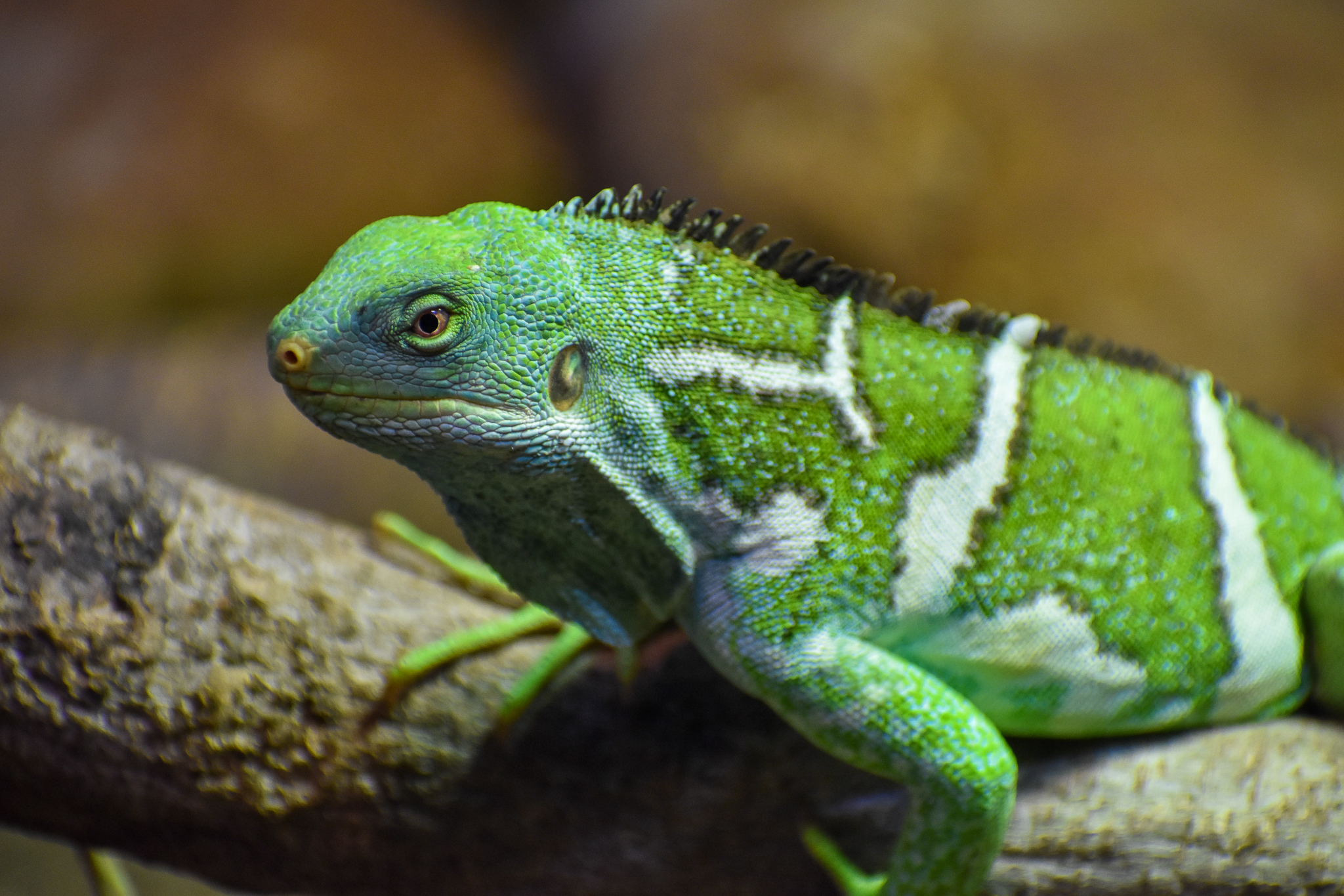 Fijian Crested Iguana (Brachylophus vitiensis)
