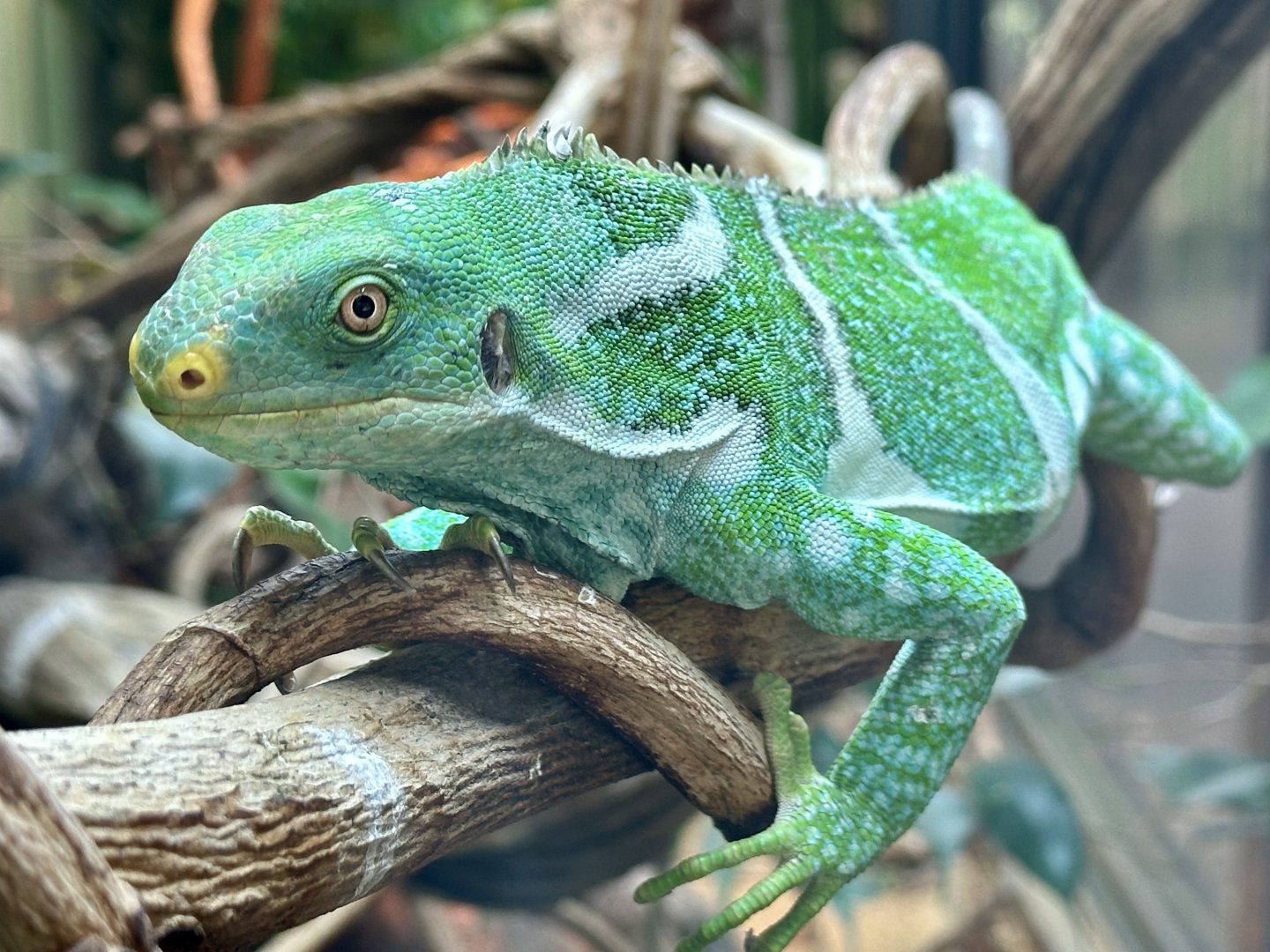 Fijian crested iguana (Brachylophus vitiensis)