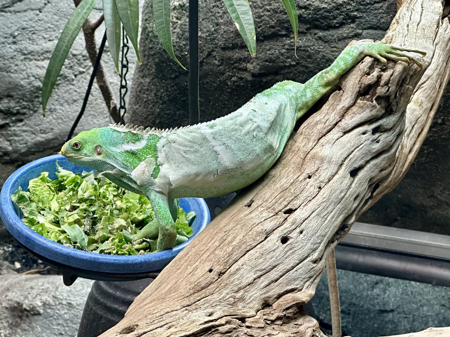 Fijian crested iguana (Brachylophus vitiensis)