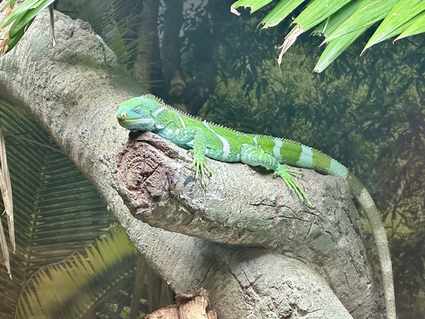 Fijian crested iguana (Brachylophus vitiensis)