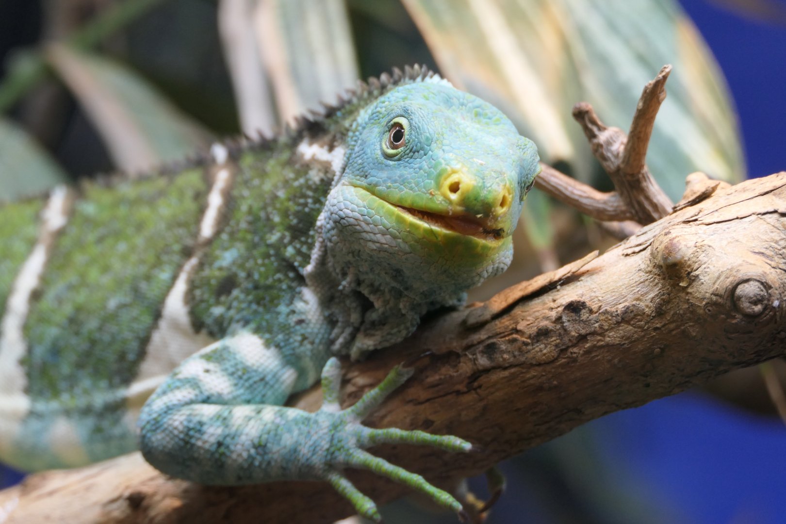 Fijian Crested Iguana (Brachylophus vitiensis)