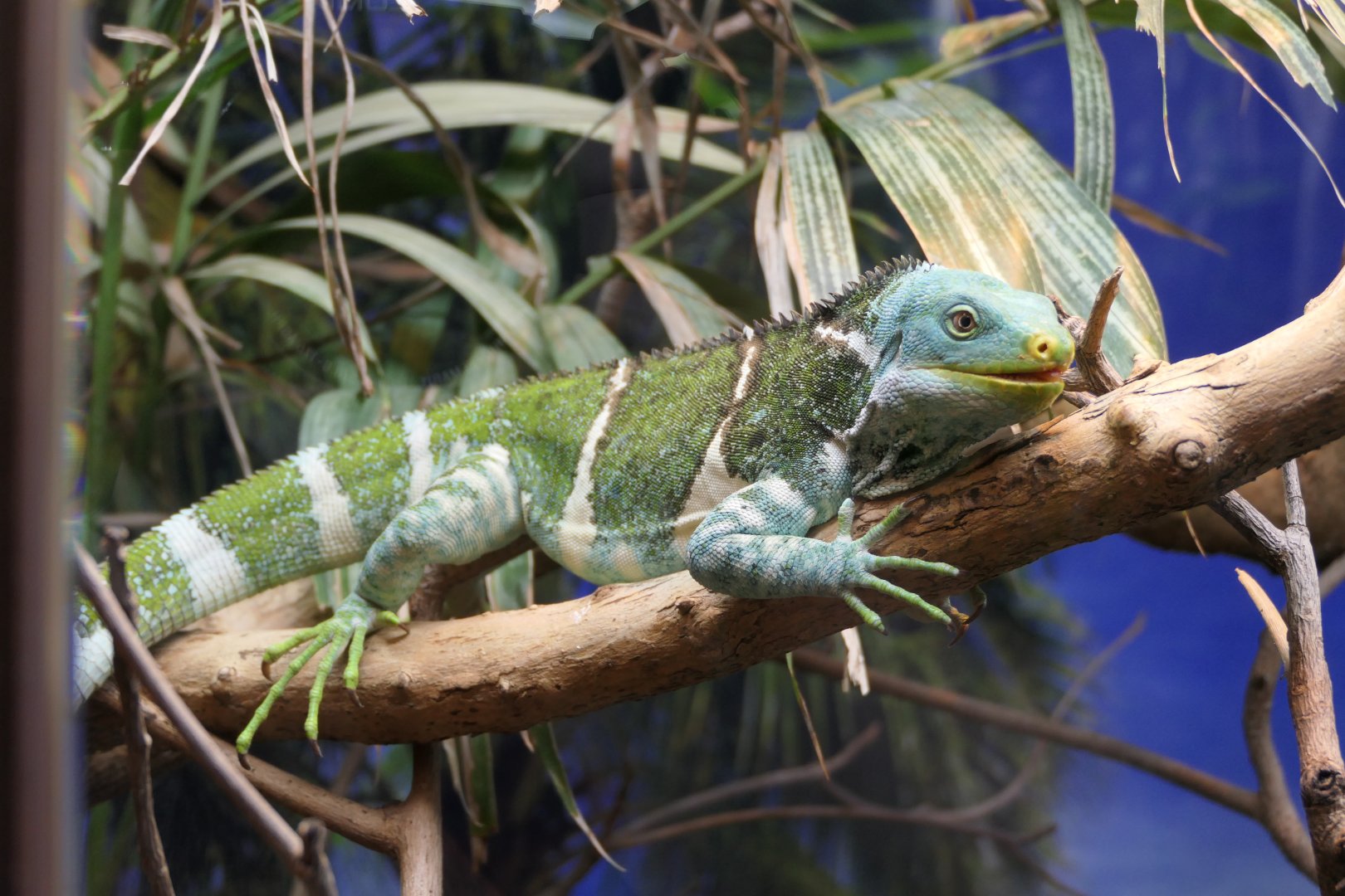 Fijian Crested Iguana (Brachylophus vitiensis)