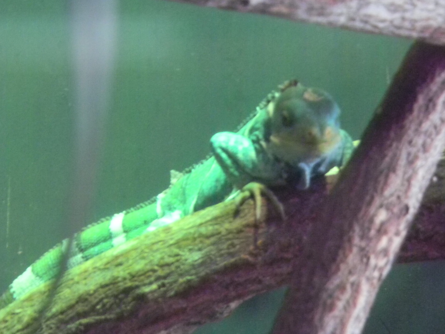 Fijian Crested Iguana - Cairns Tropical Zoo 2011