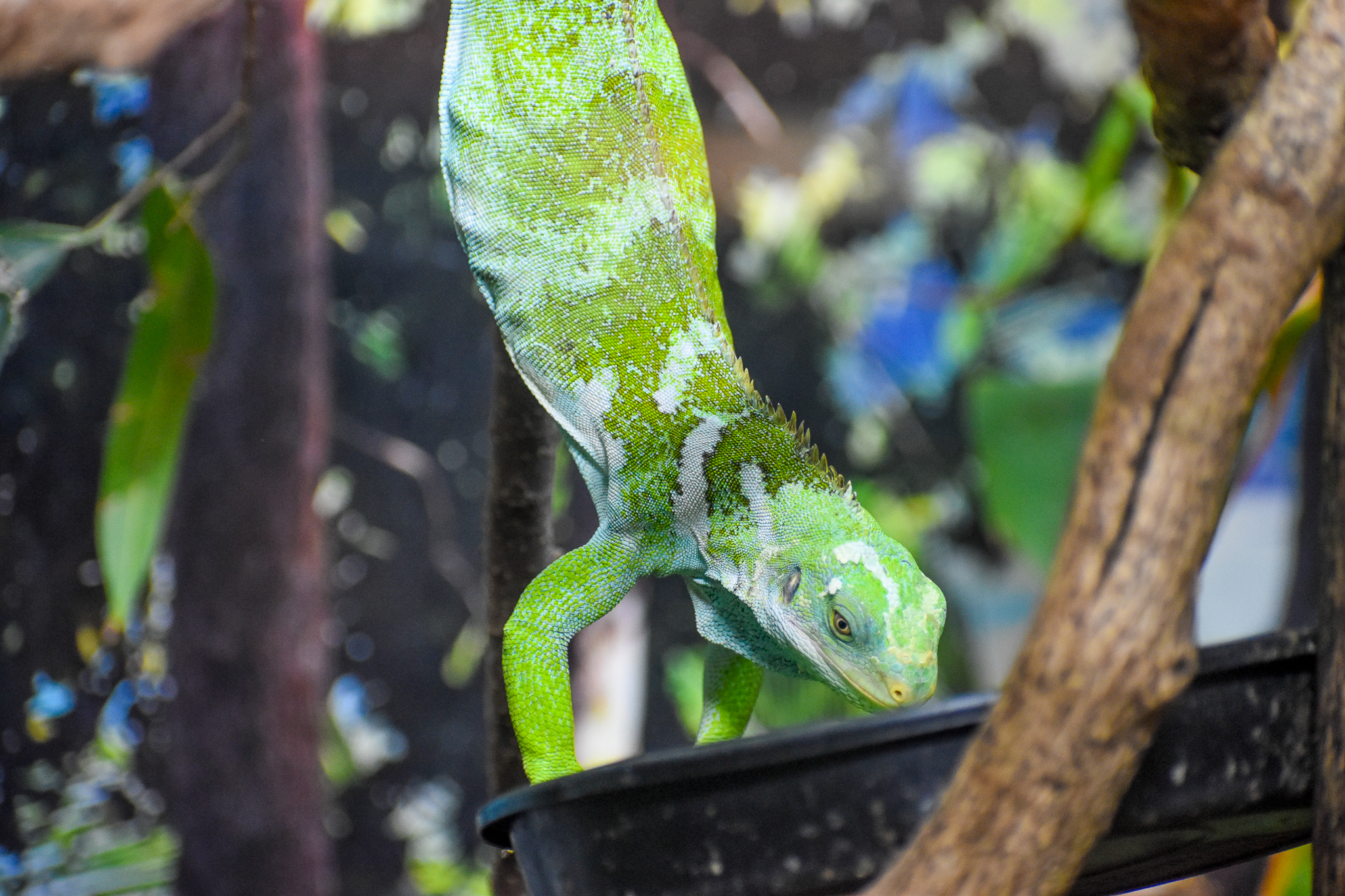 Fijian Crested Iguana eating