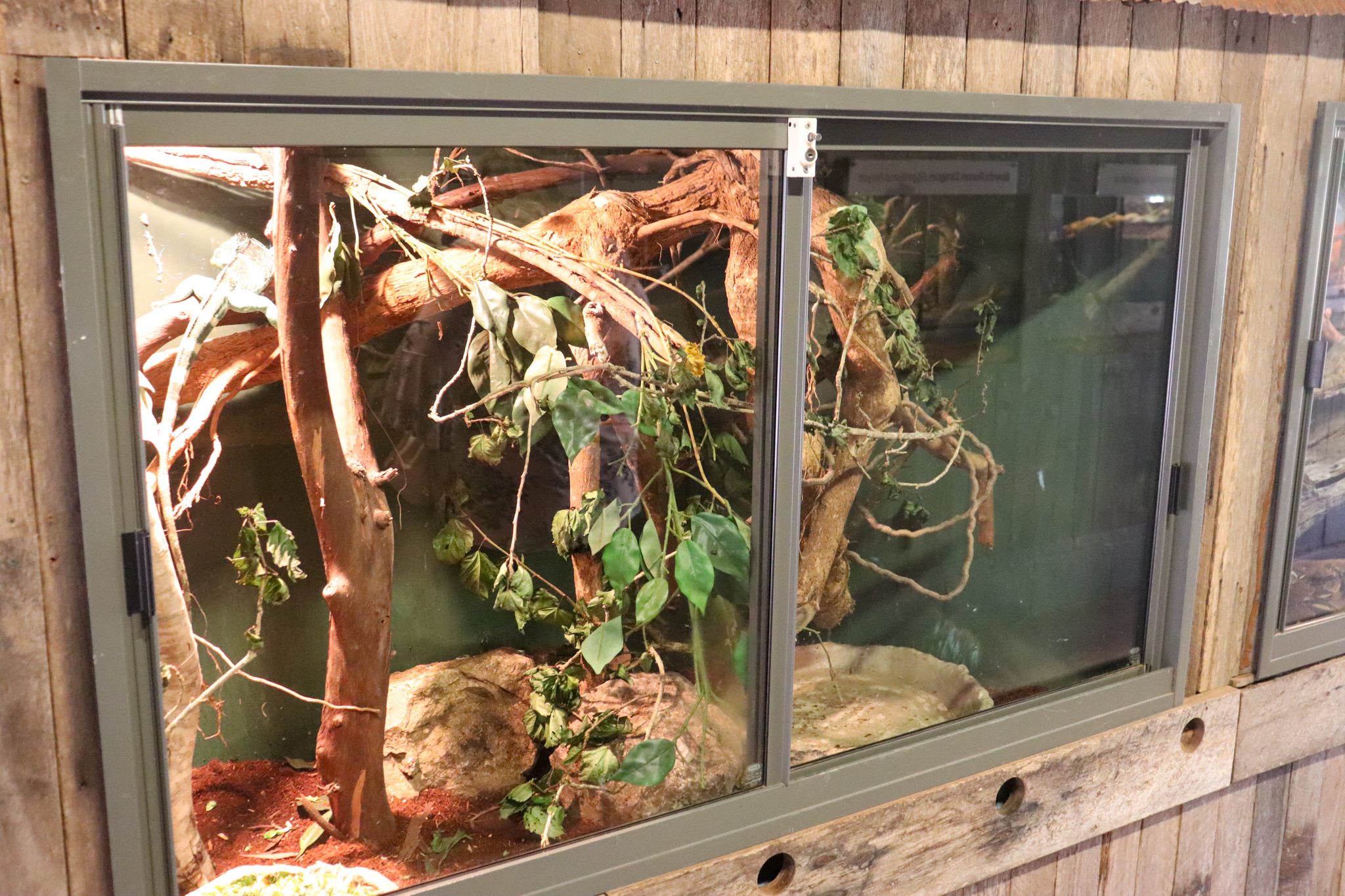 Fijian Crested Iguana Enclosure