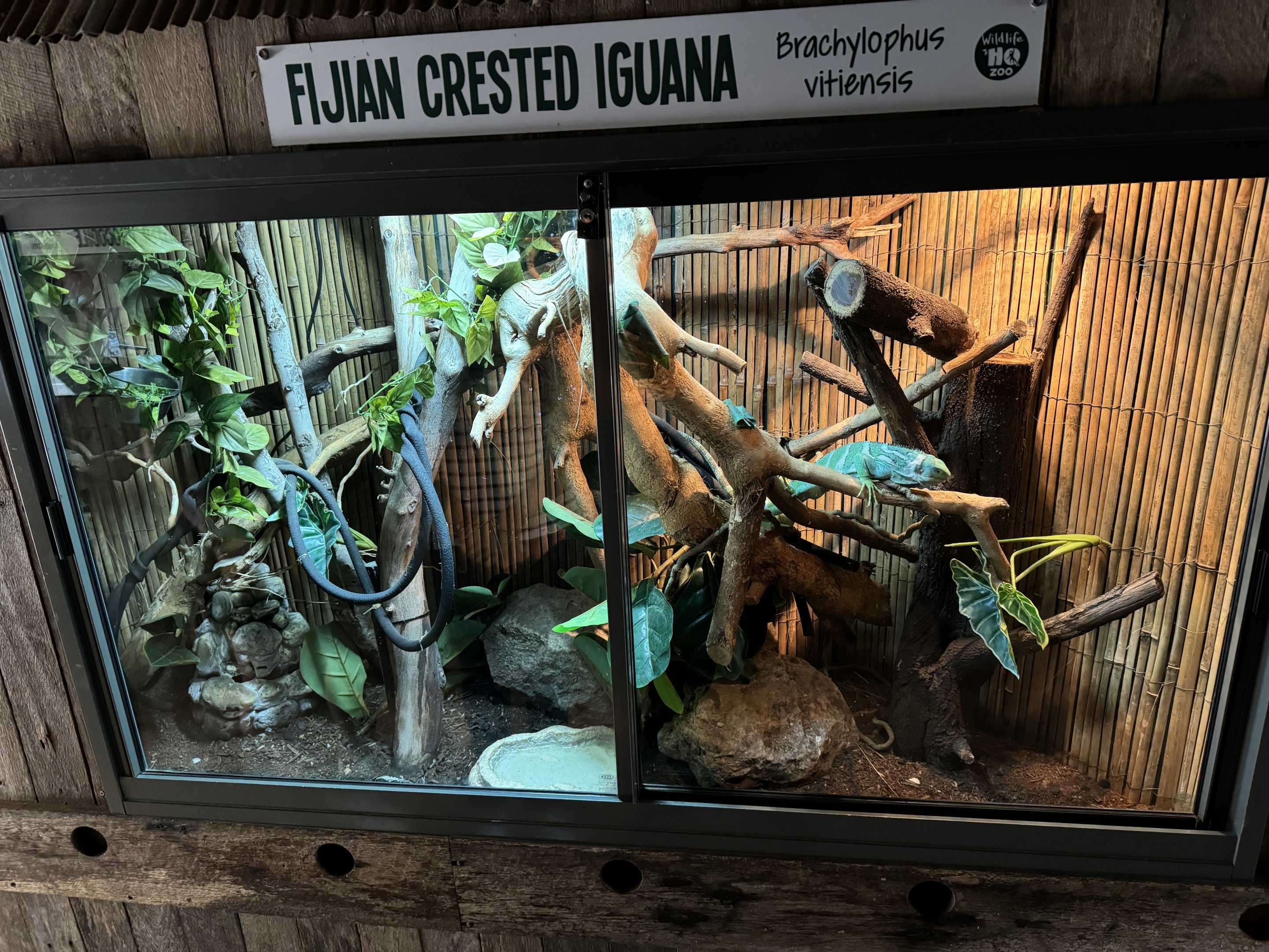 Fijian crested iguana enclosure