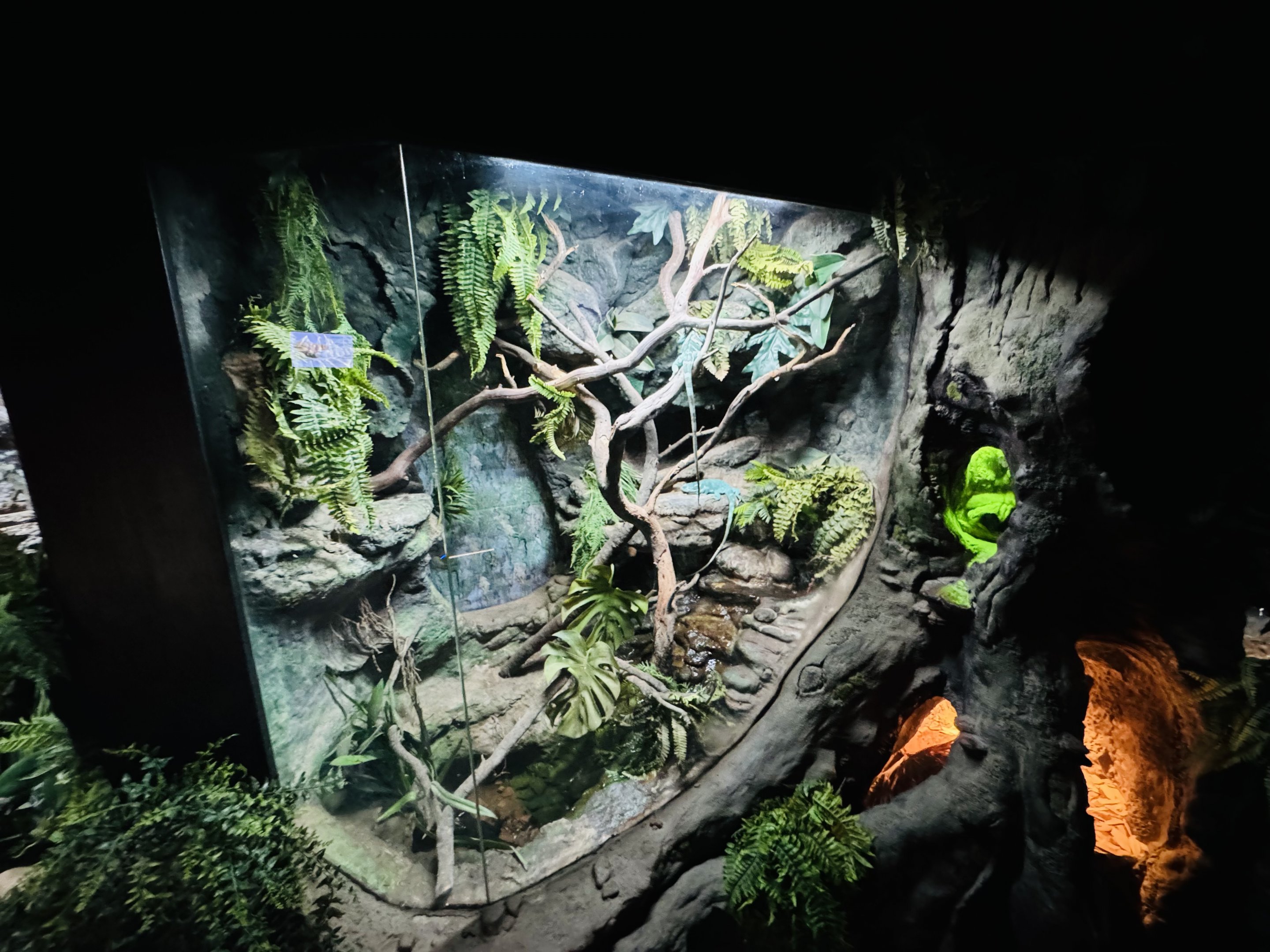 Fijian crested iguana enclosure