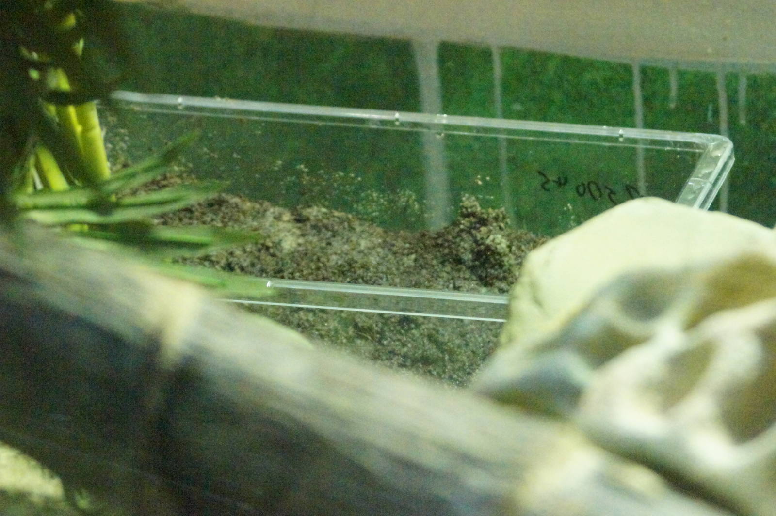 Fijian crested iguana exhibit (nest box?)