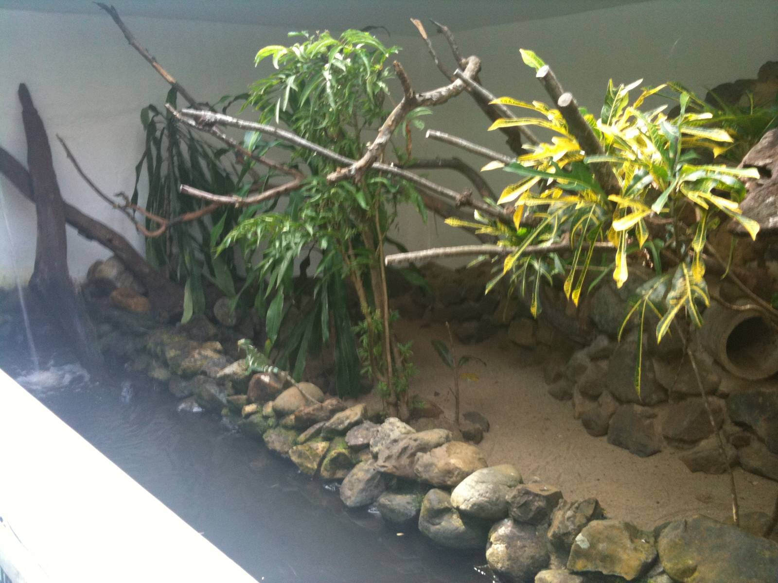 Fijian Crested Iguana exhibit