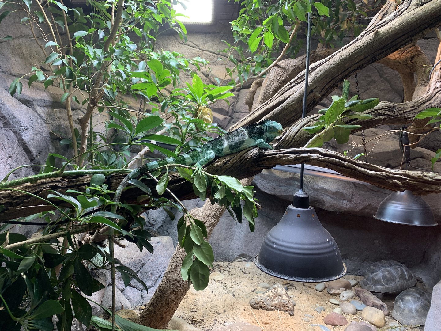 Fijian Crested Iguana Exhibit